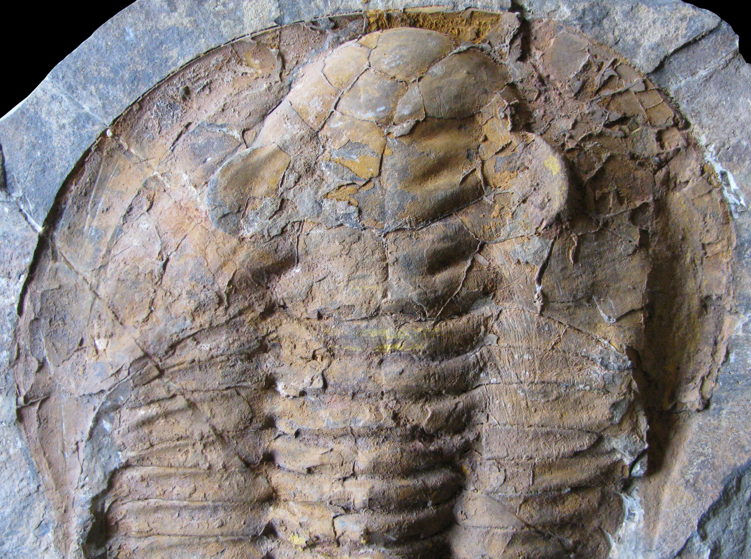 cambropallas2-4 (UL-A 0012)