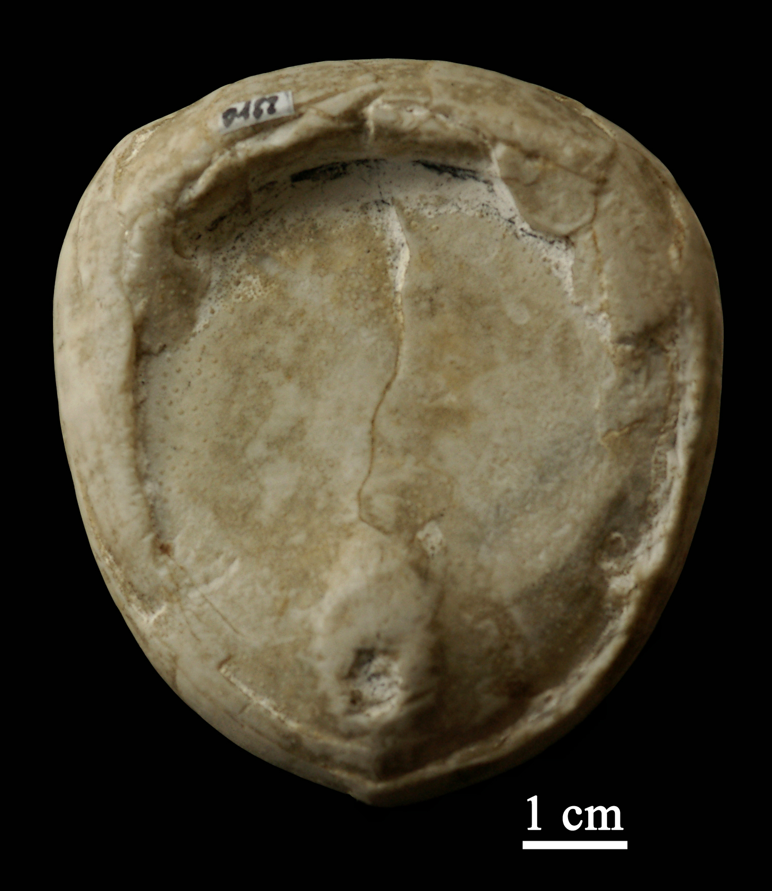 echinocorys-1 (UL-E 0122)