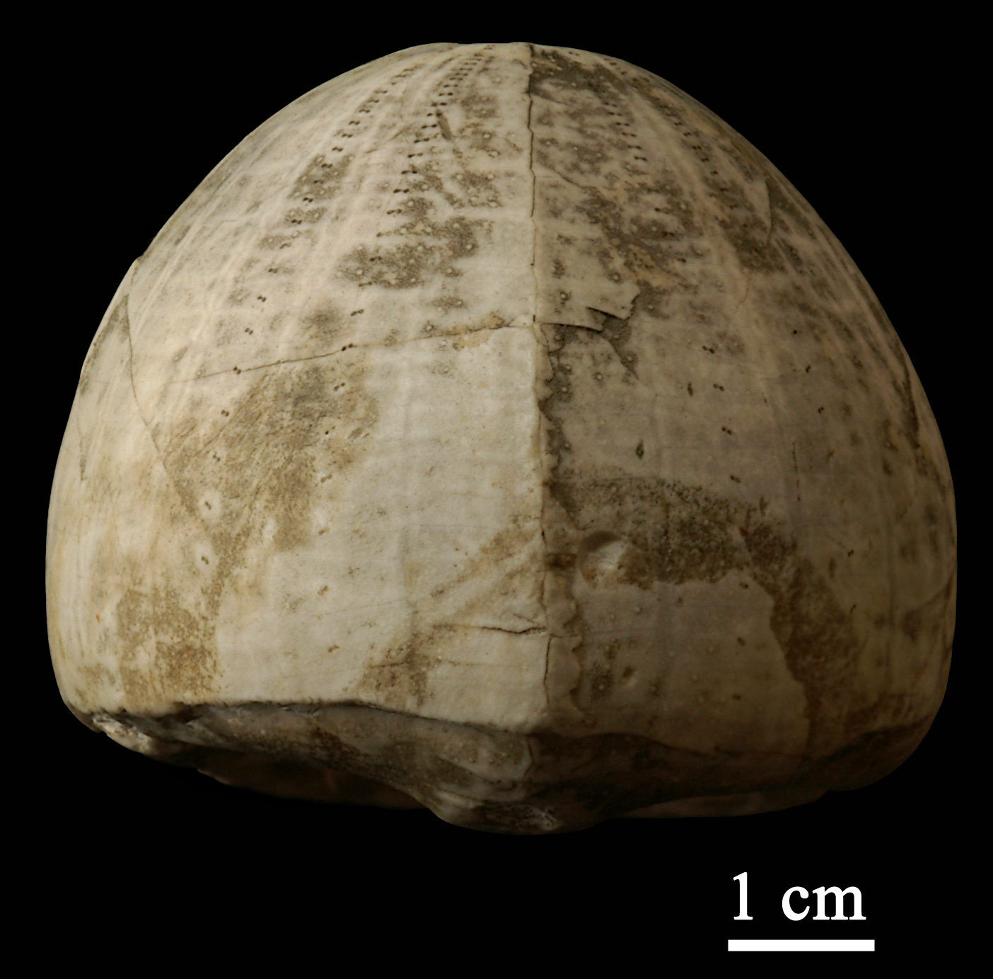 echinocorys-3 (UL-E 0122)