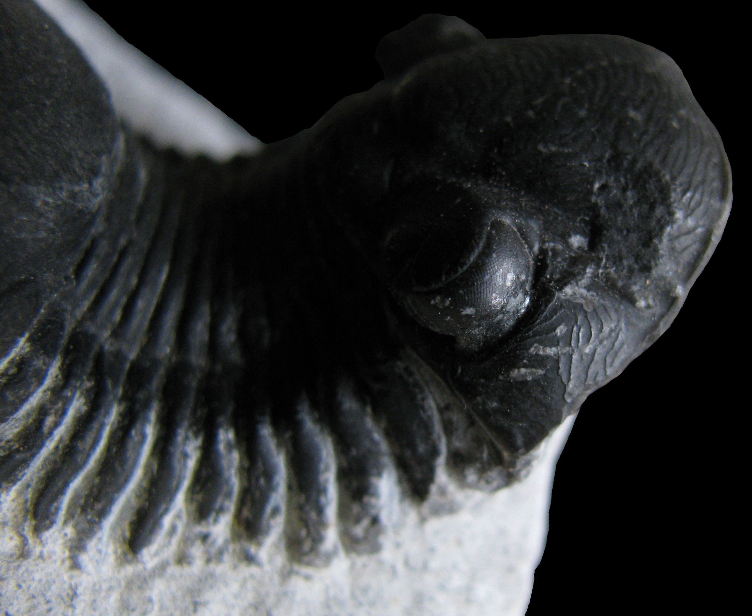 paralejurus1-5 (UL-A 0003)