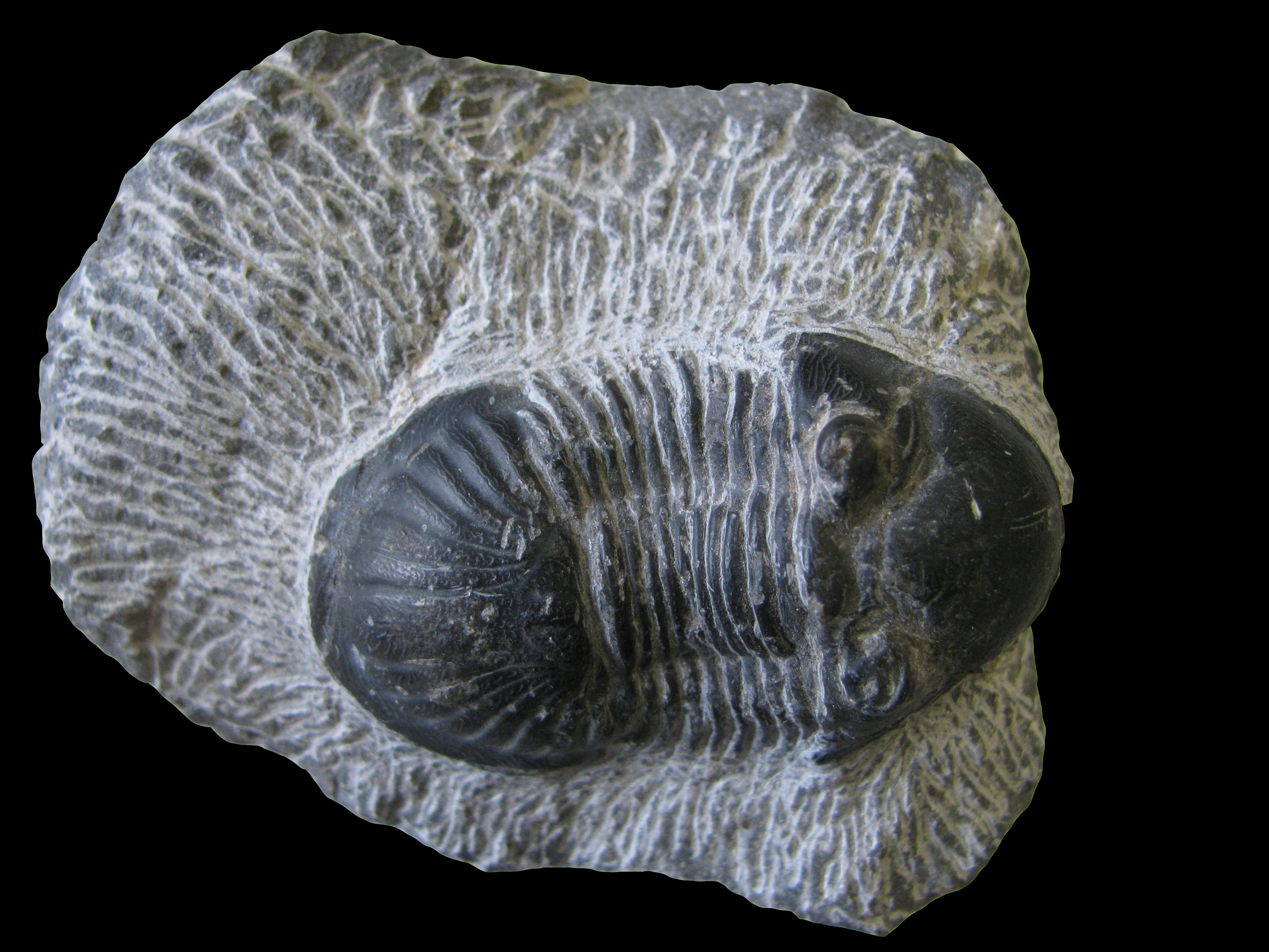 paralejurus2-1 (UL-A 0003)