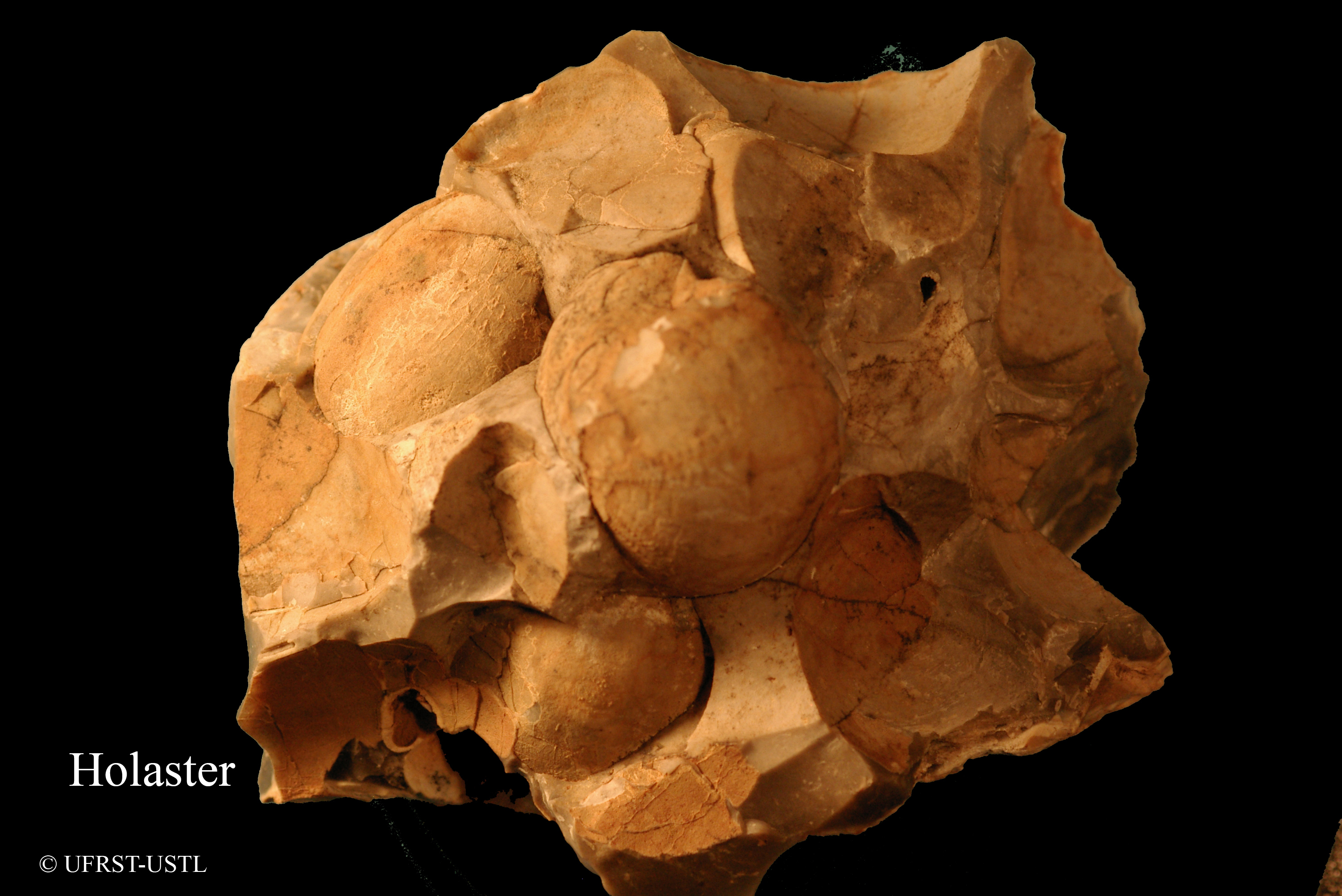 holaster-1 (UL-E 0164)