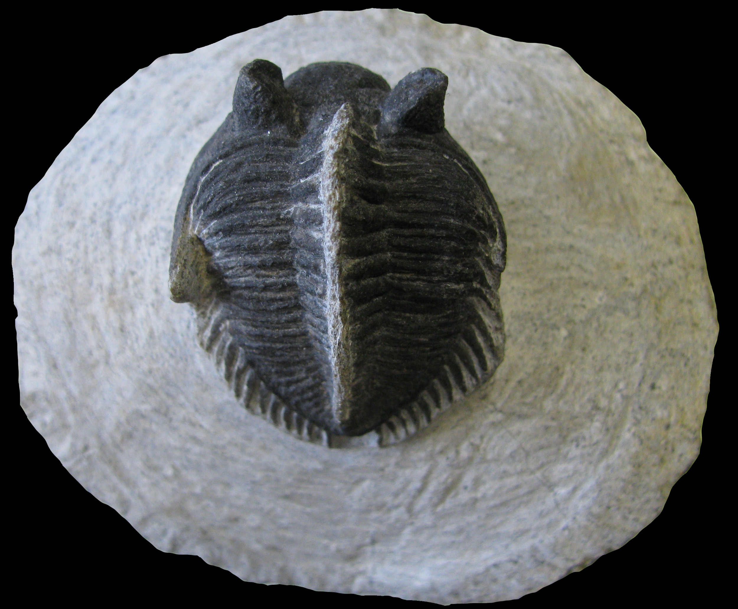 erbenochile-1 (UL-A 0010)