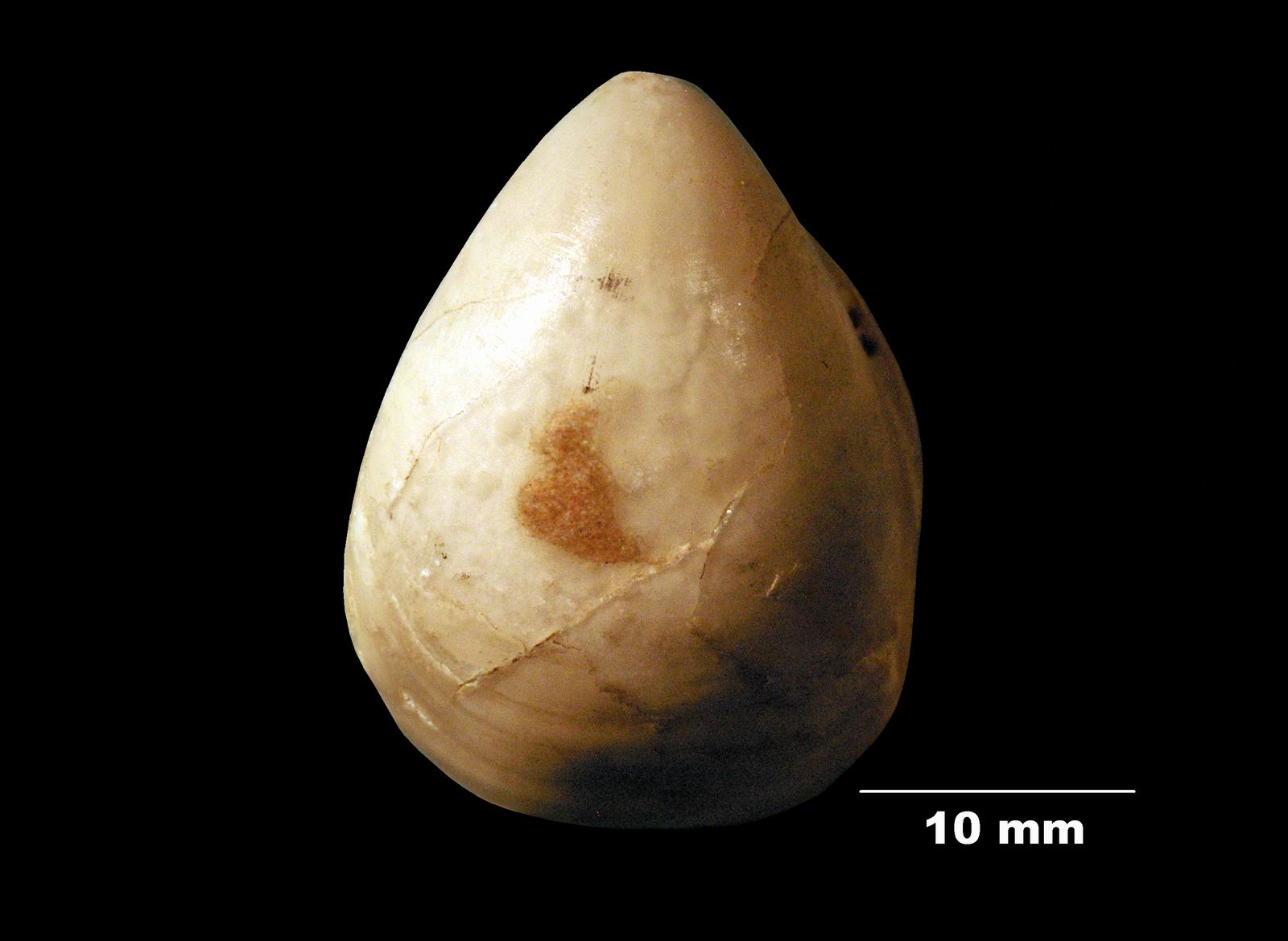 gibbithyris_semiglobosa-2 (UL-B 00013)