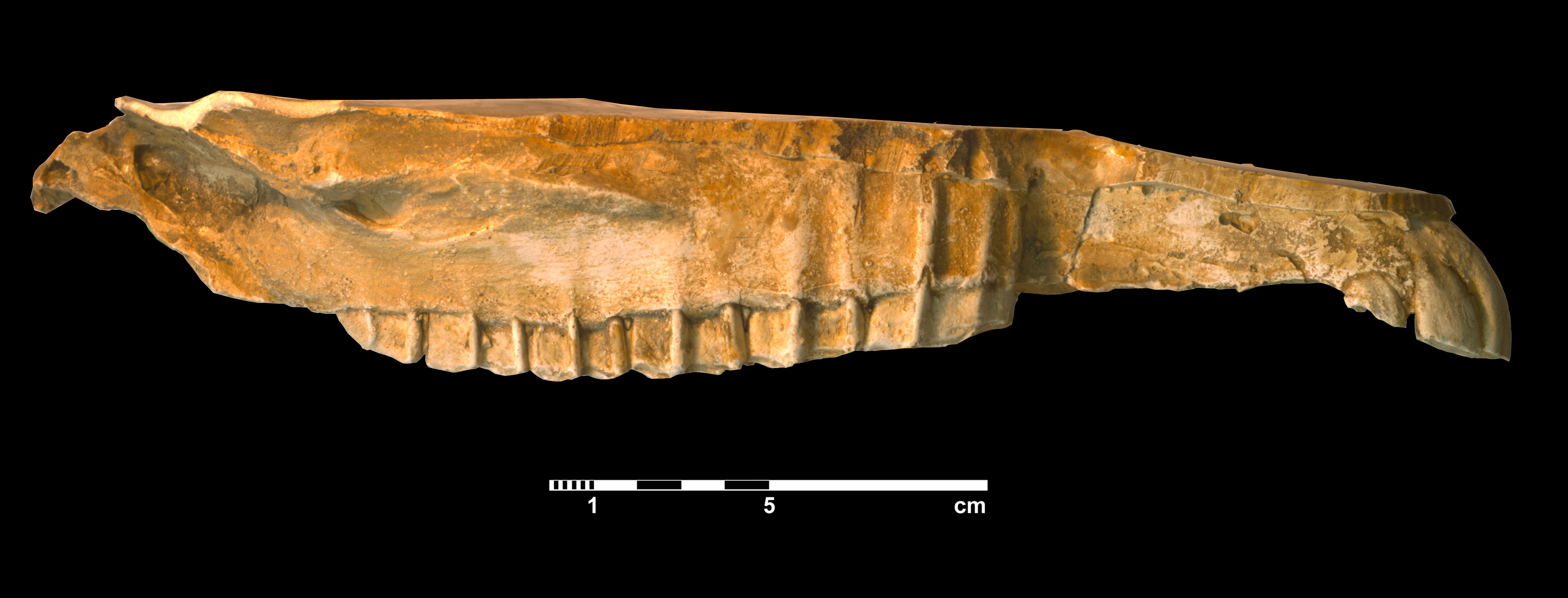 hipparion_dietrichi-3 (510-MMTT3)