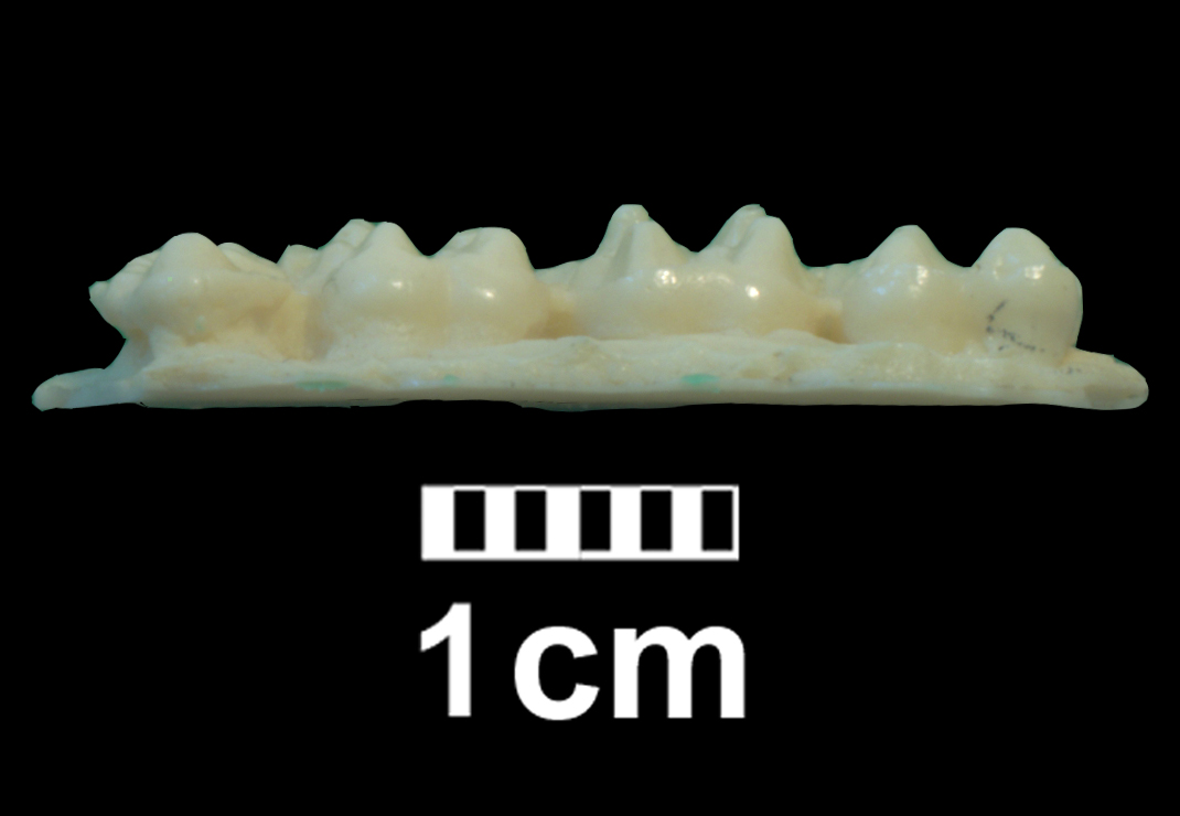 hyracotherium_sp1-3 (CH1)