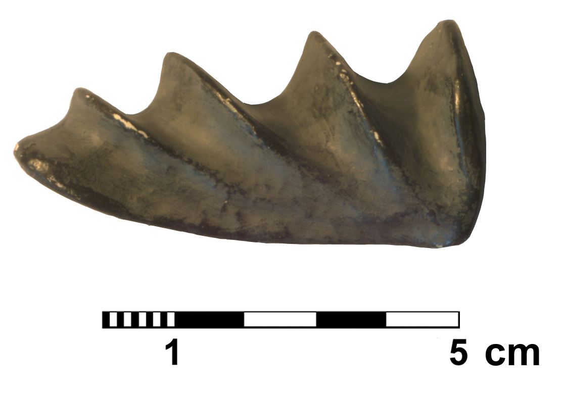 ceratodus_runcinatus-1 (C113)