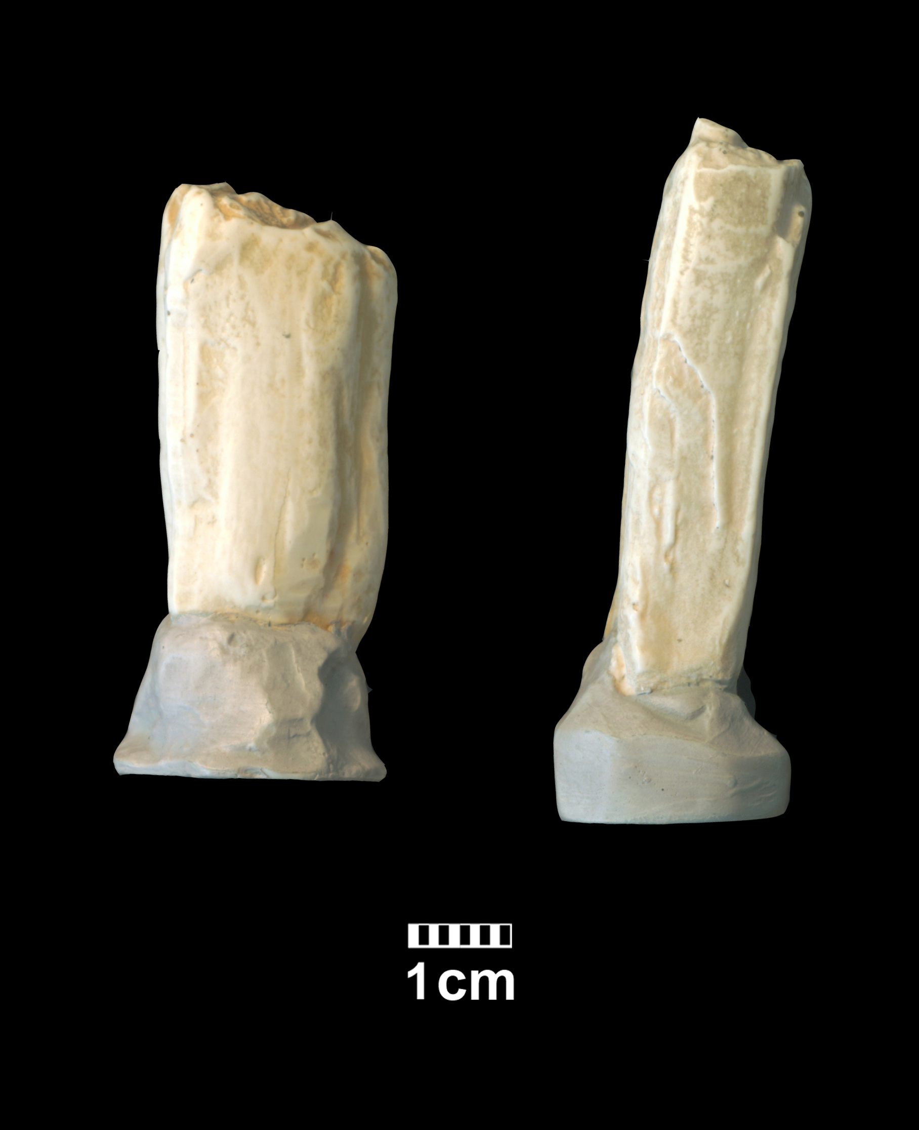 hipparion_cf-_dietrichi-4 (M510-MMTT13)