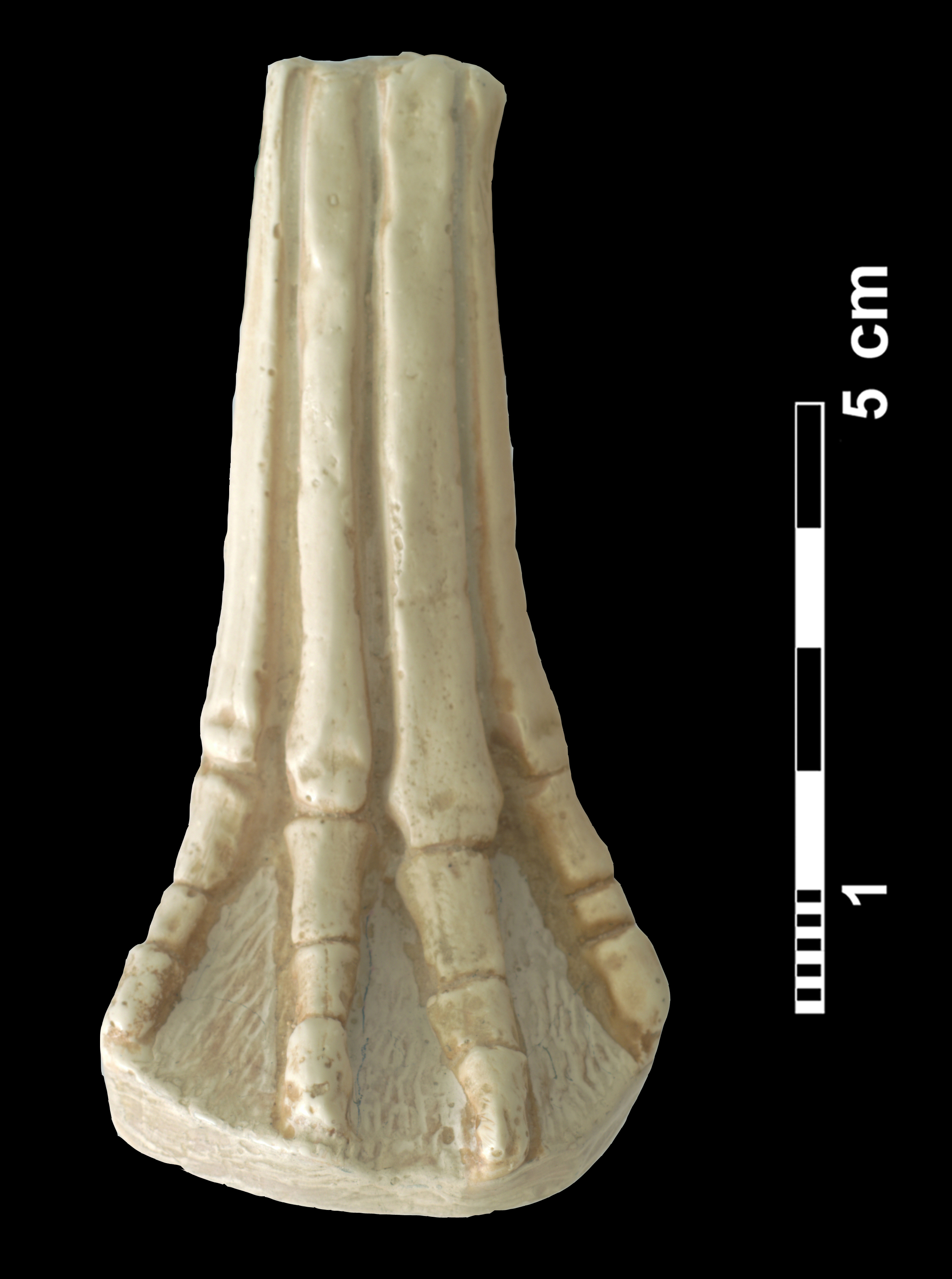 hyracotherium_sp2-1 (CH8)