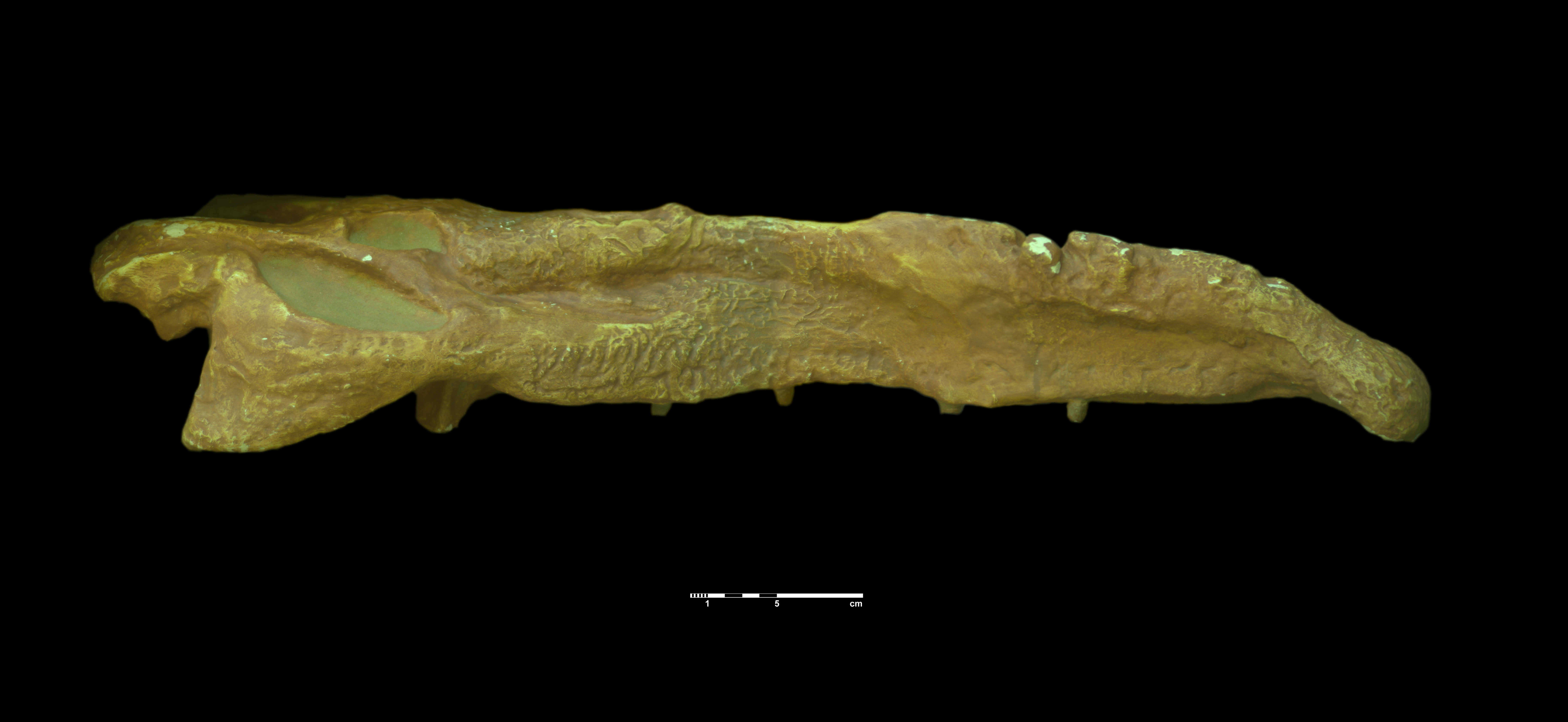 nicrosaurus_kapffi-7 (C155)