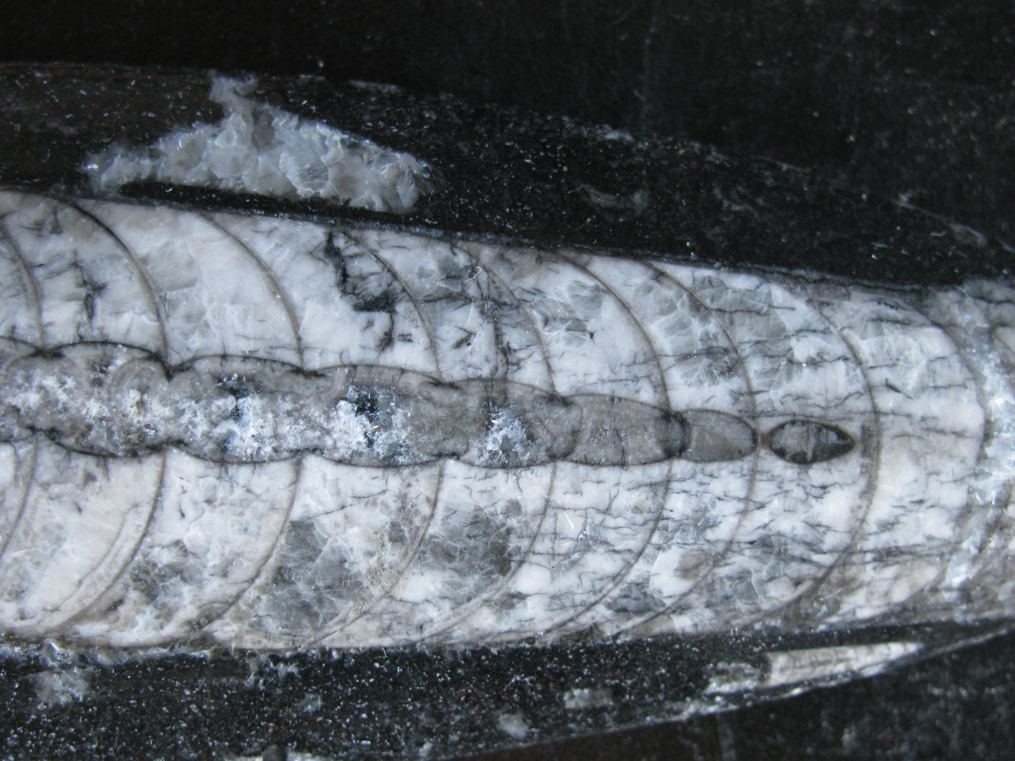 orthoceras1-2 (UL-M 0006)