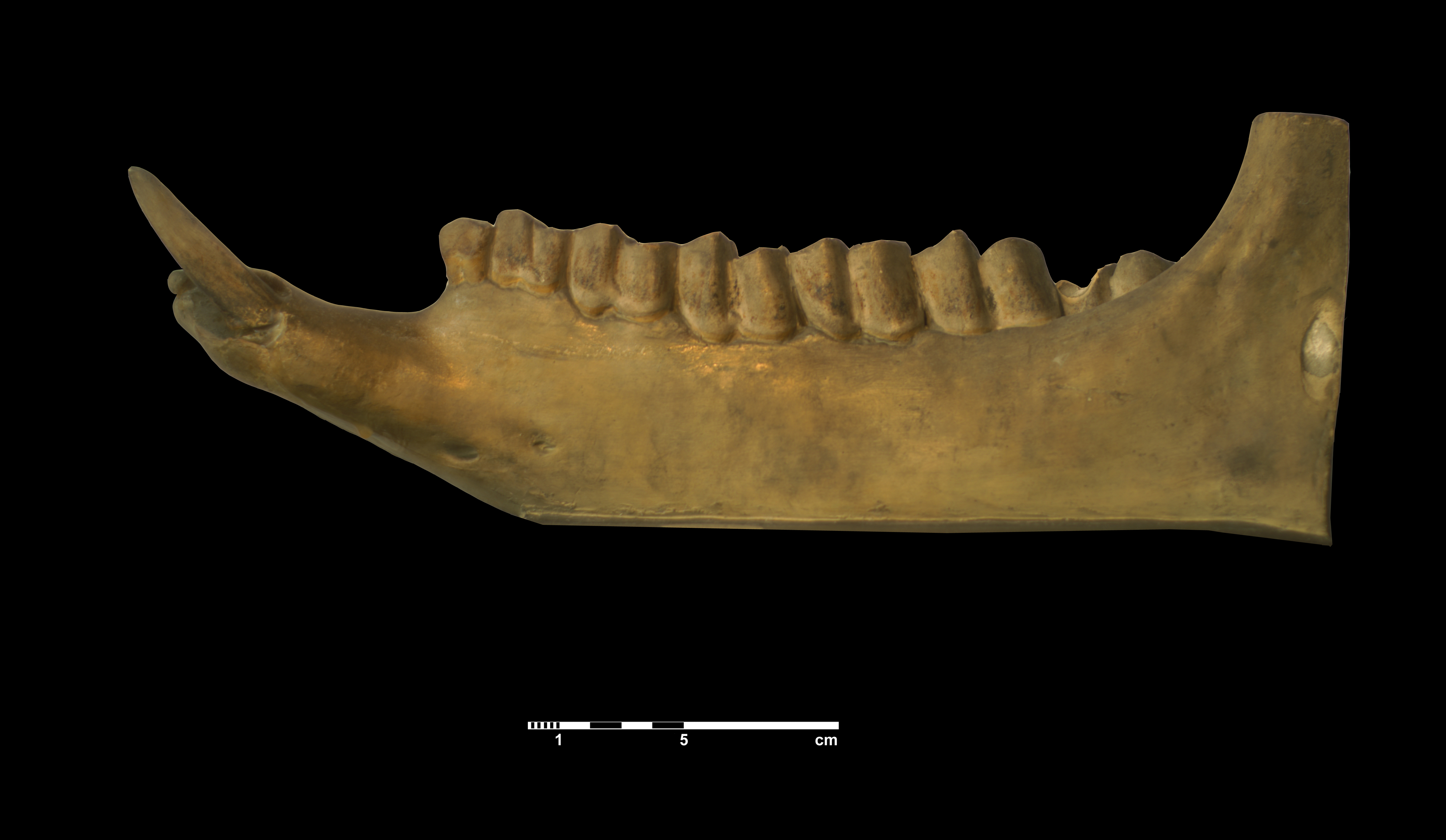 acerathrium_incisivum-6