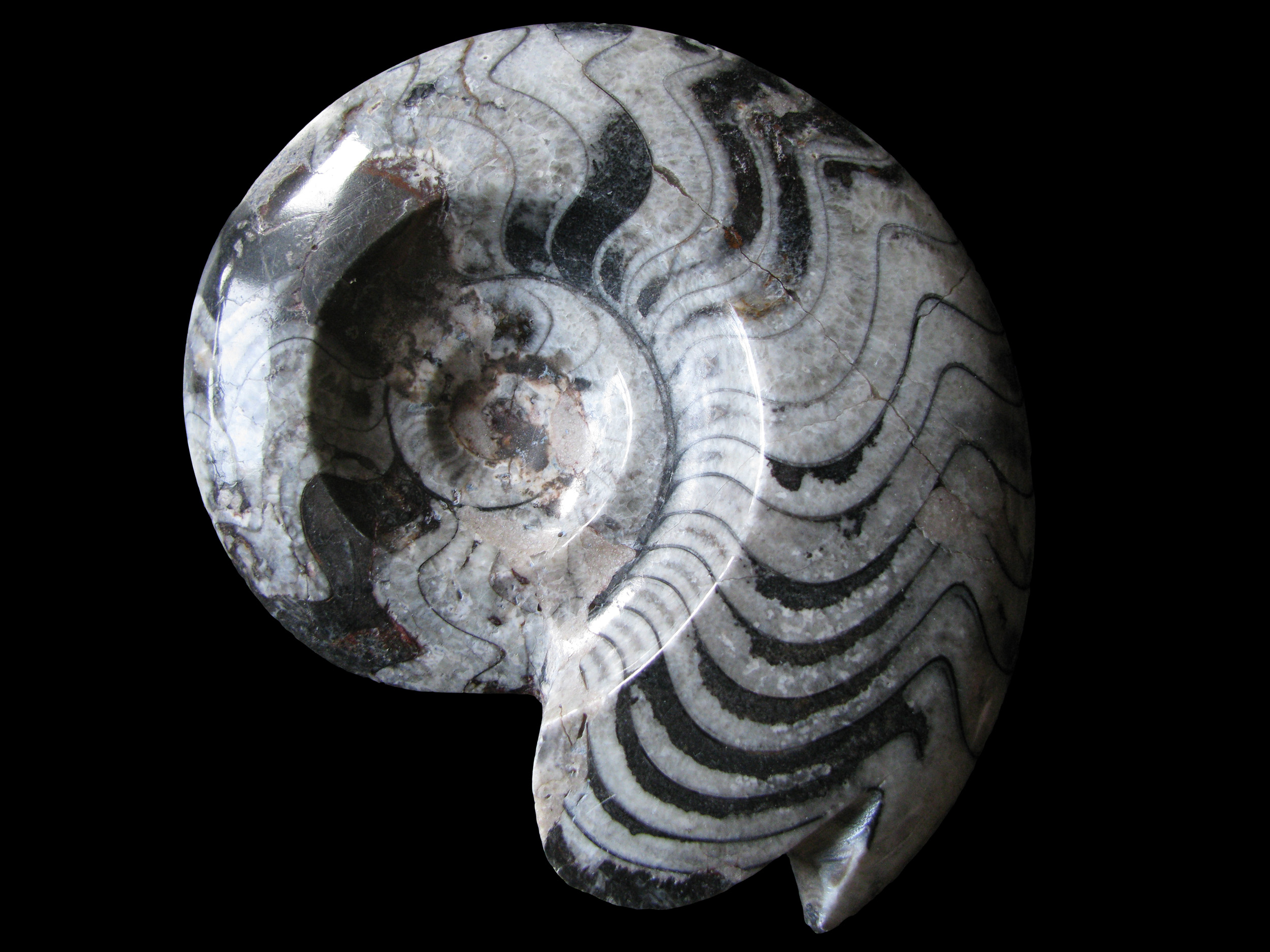 goniatite-1 (UL-M 0002)