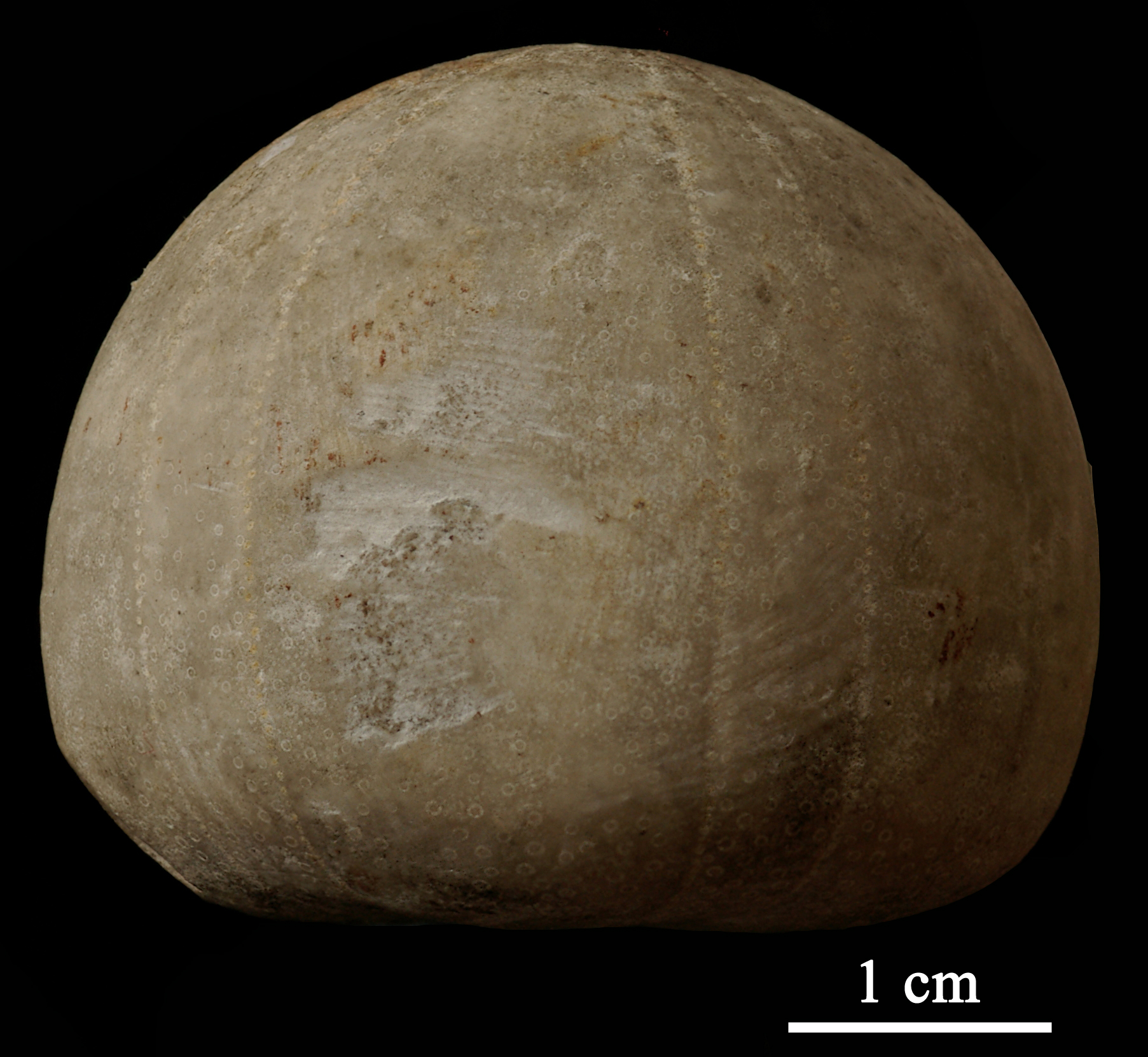 galerites-2 (UL-E 0155)