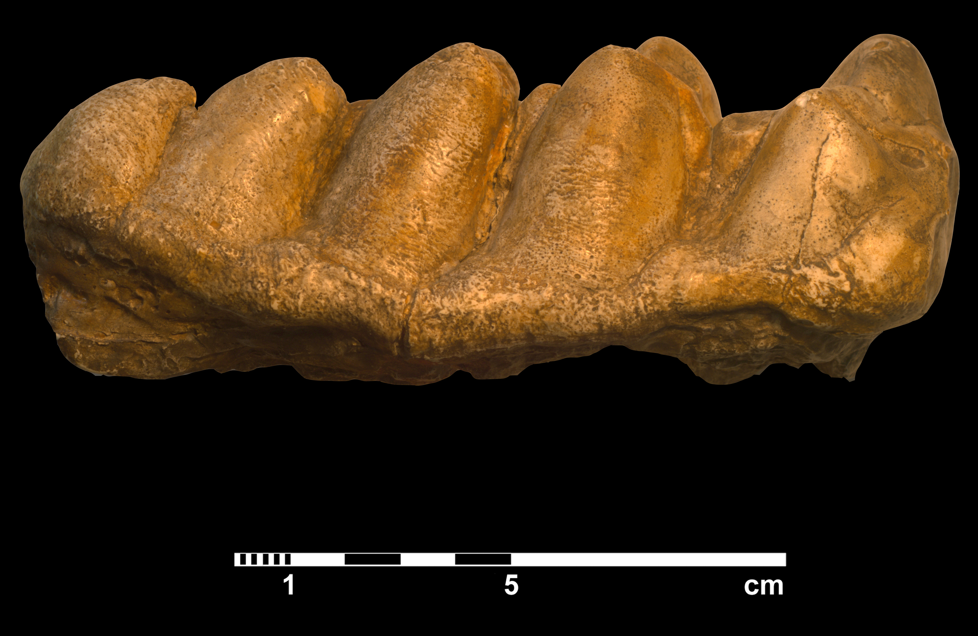gomphotherium_angustidens-3 (M378)