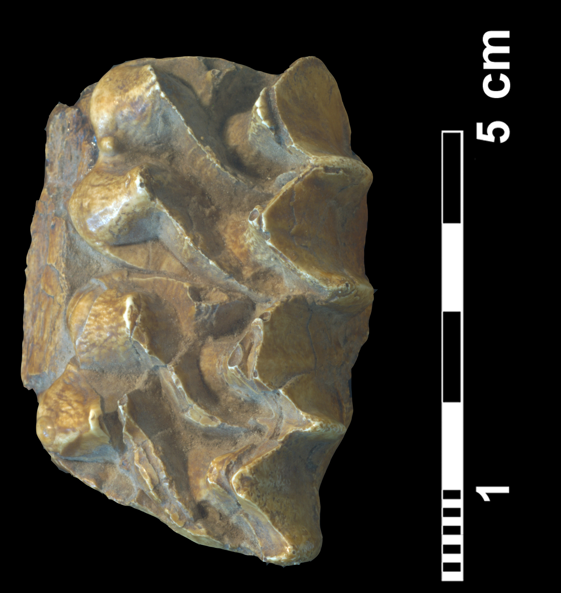 parahippus_sp-2 (M270)