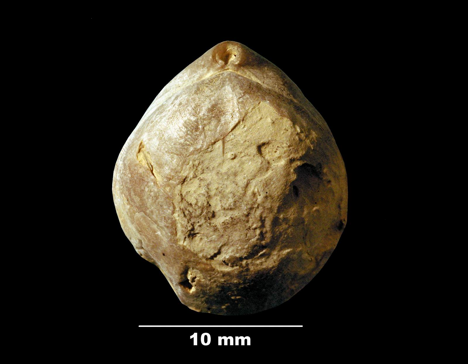 coenothyris_-incertae-1 (UL-B 00004)