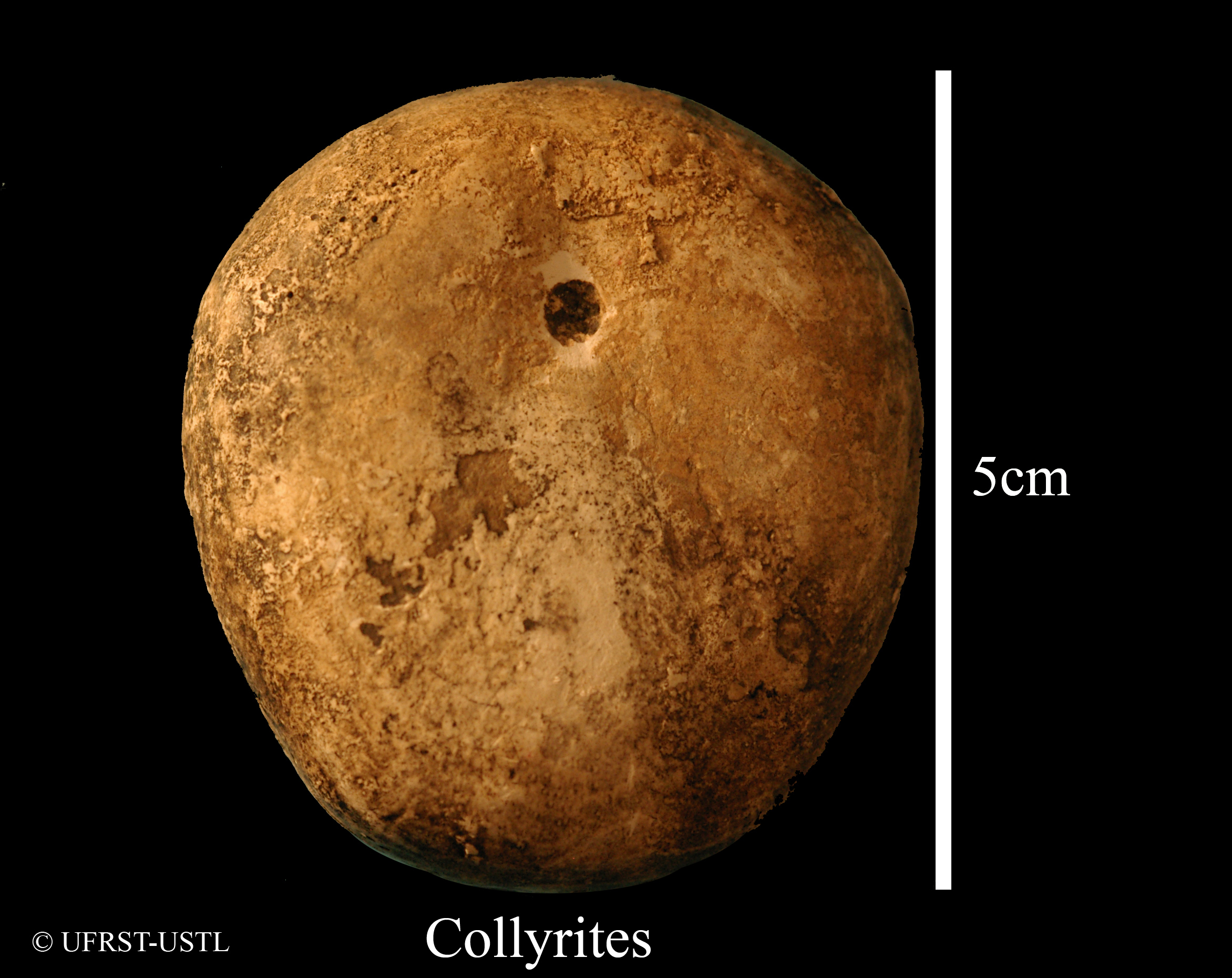 collyrites_bicordatus-2 (UL-E 0135)
