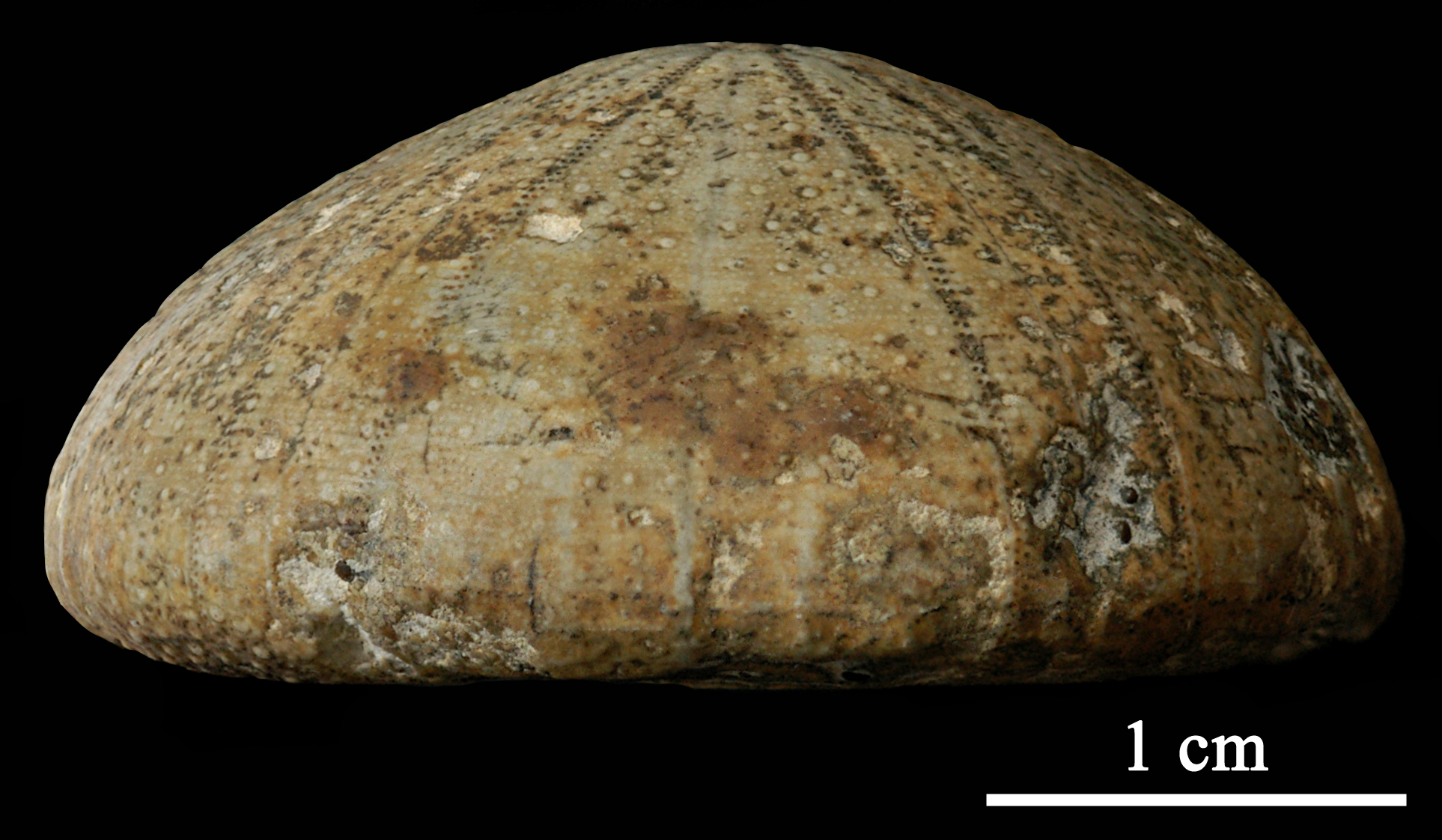 holectypus_depressus-2 (UL-E 0142)