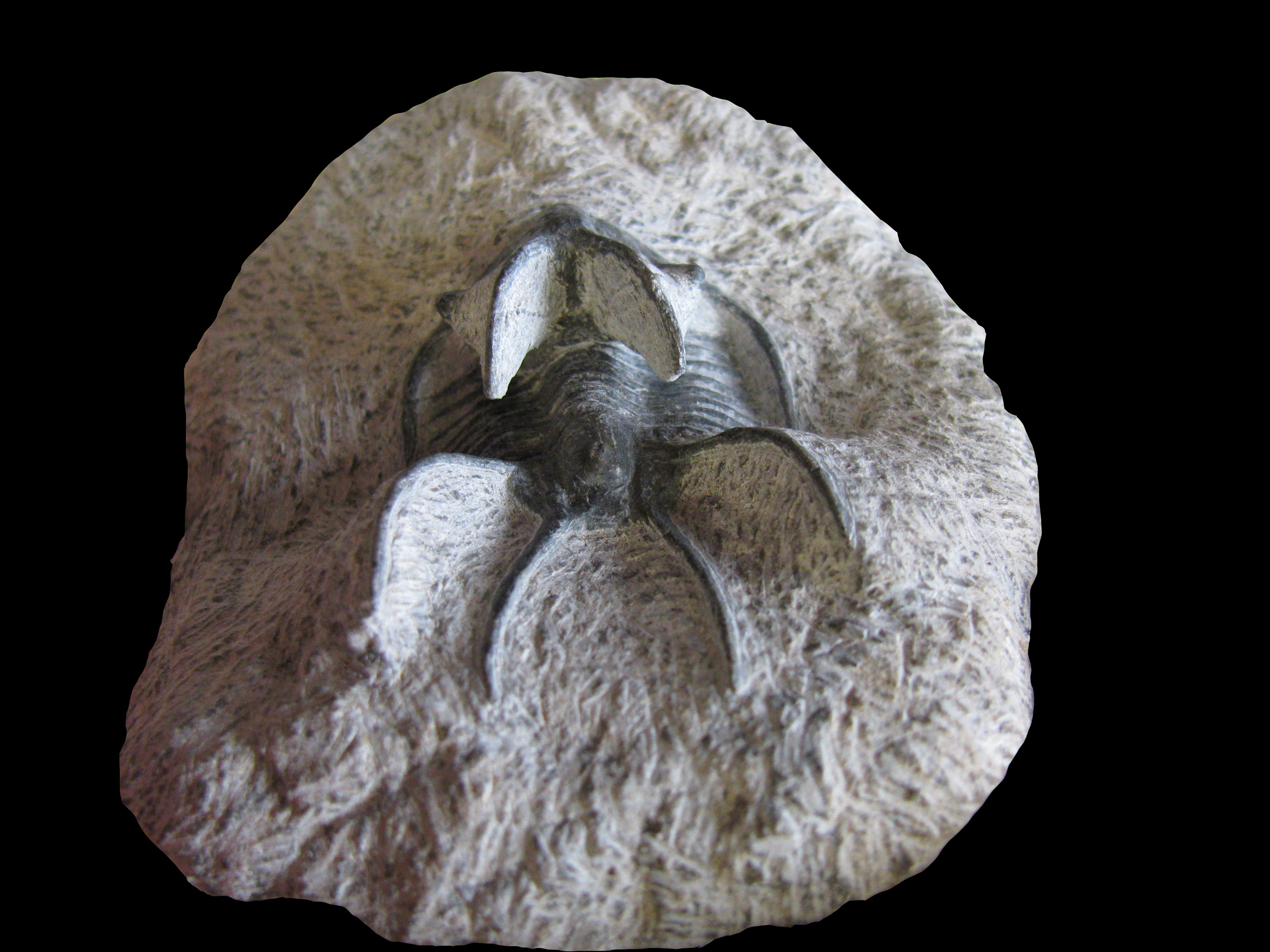 ceratarges-4 (UL-A 0009)