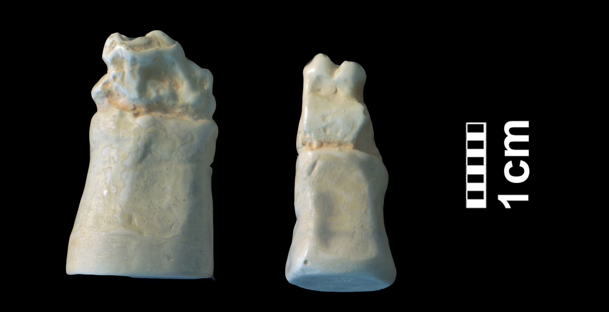 hyracotherium_sp3-5 (CH1bis)