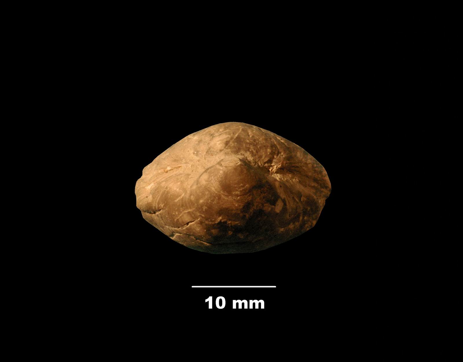 cyrtothyris-5 (UL-B 00015)