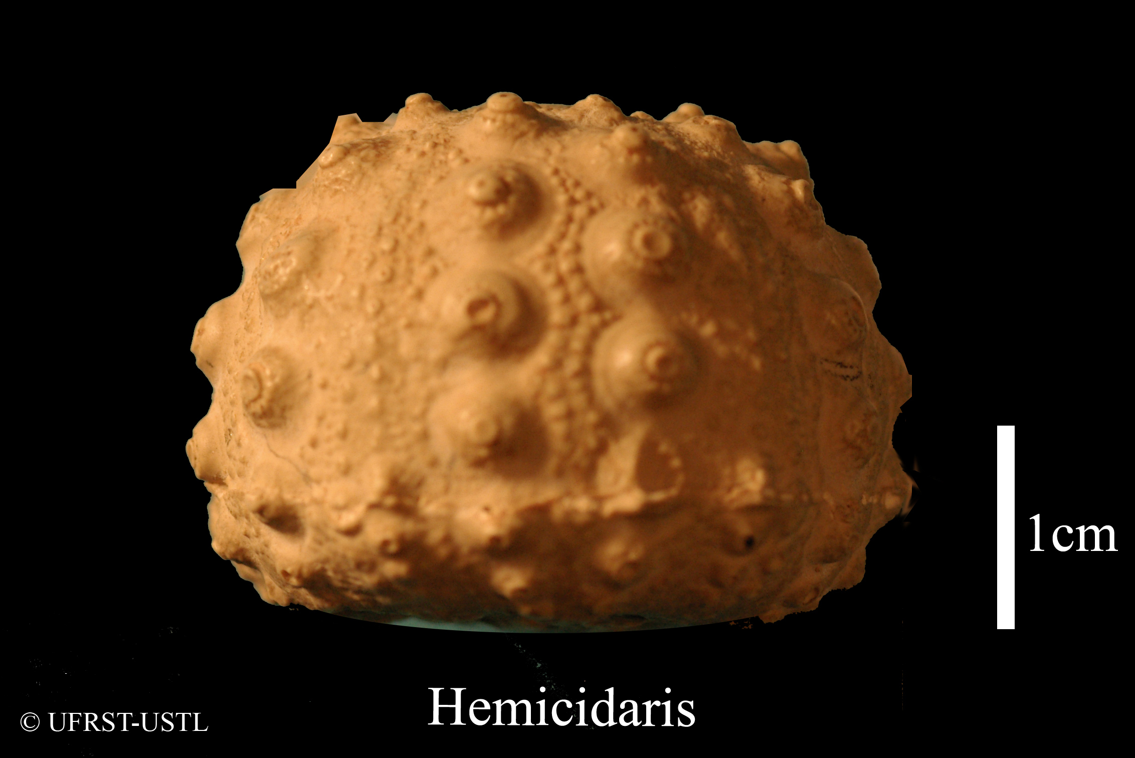 hemicidaris-2 (UL-E 0184)