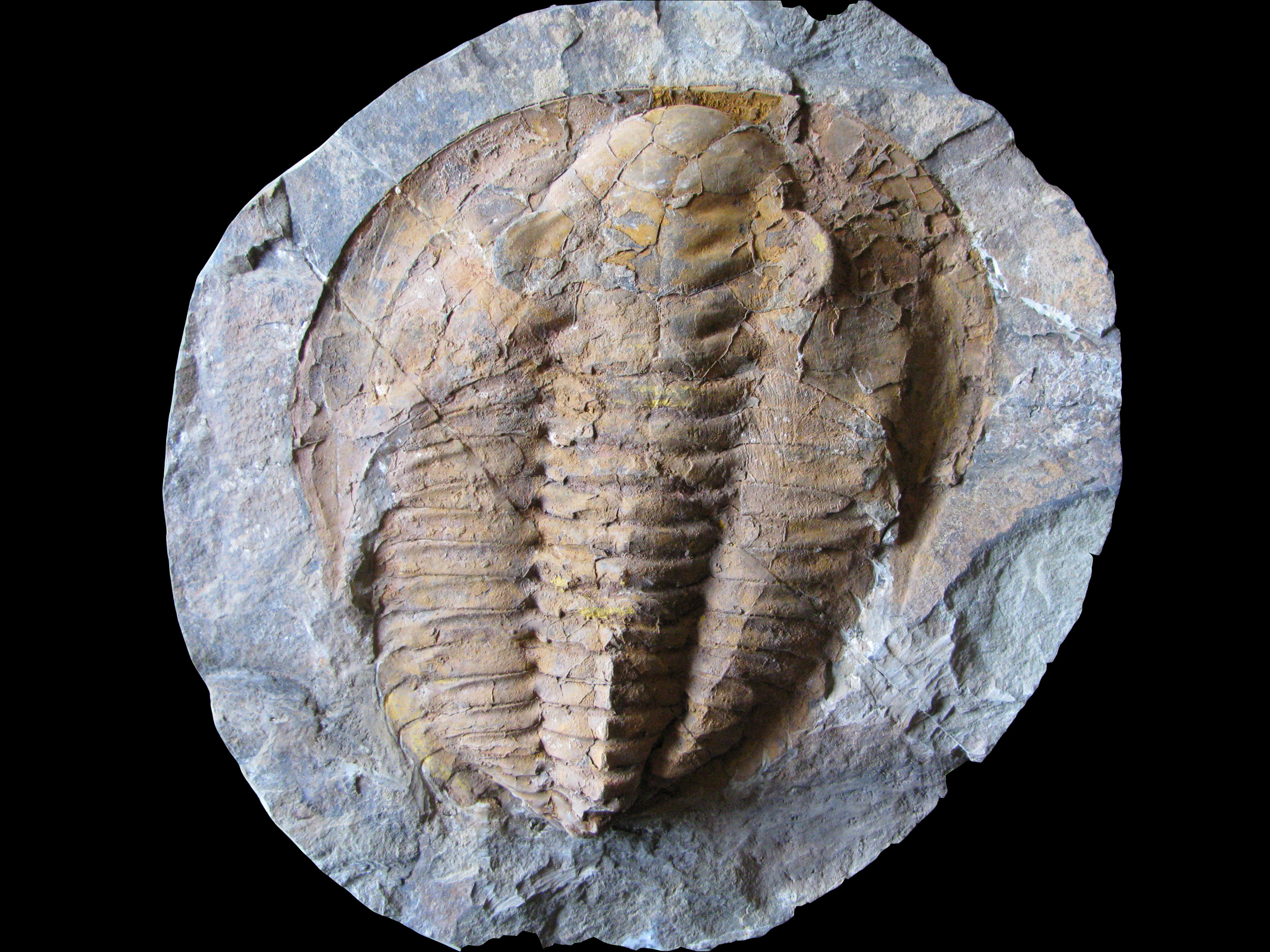 cambropallas2-3 (UL-A 0012)