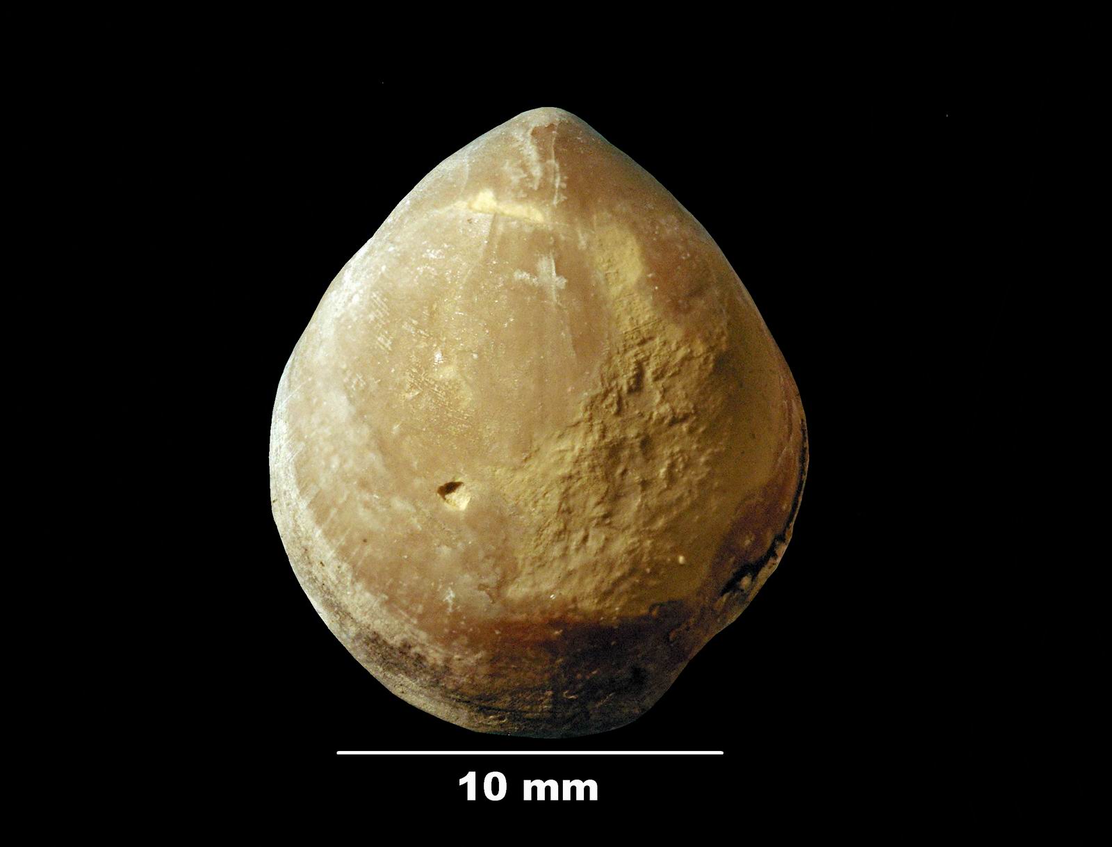 coenothyris_-incertae-2 (UL-B 00004)