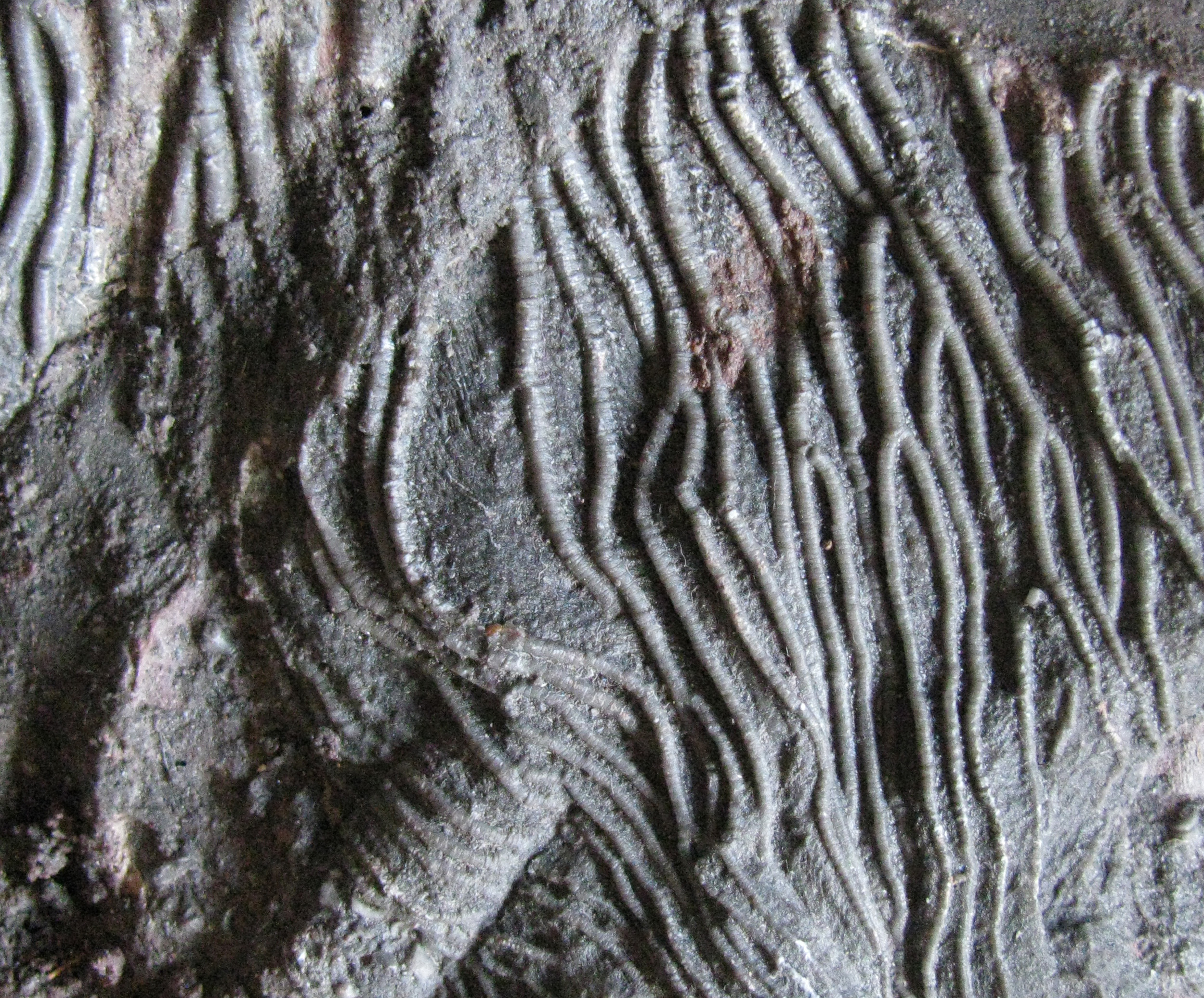 scyphocrinites-5 (UL-E0249)