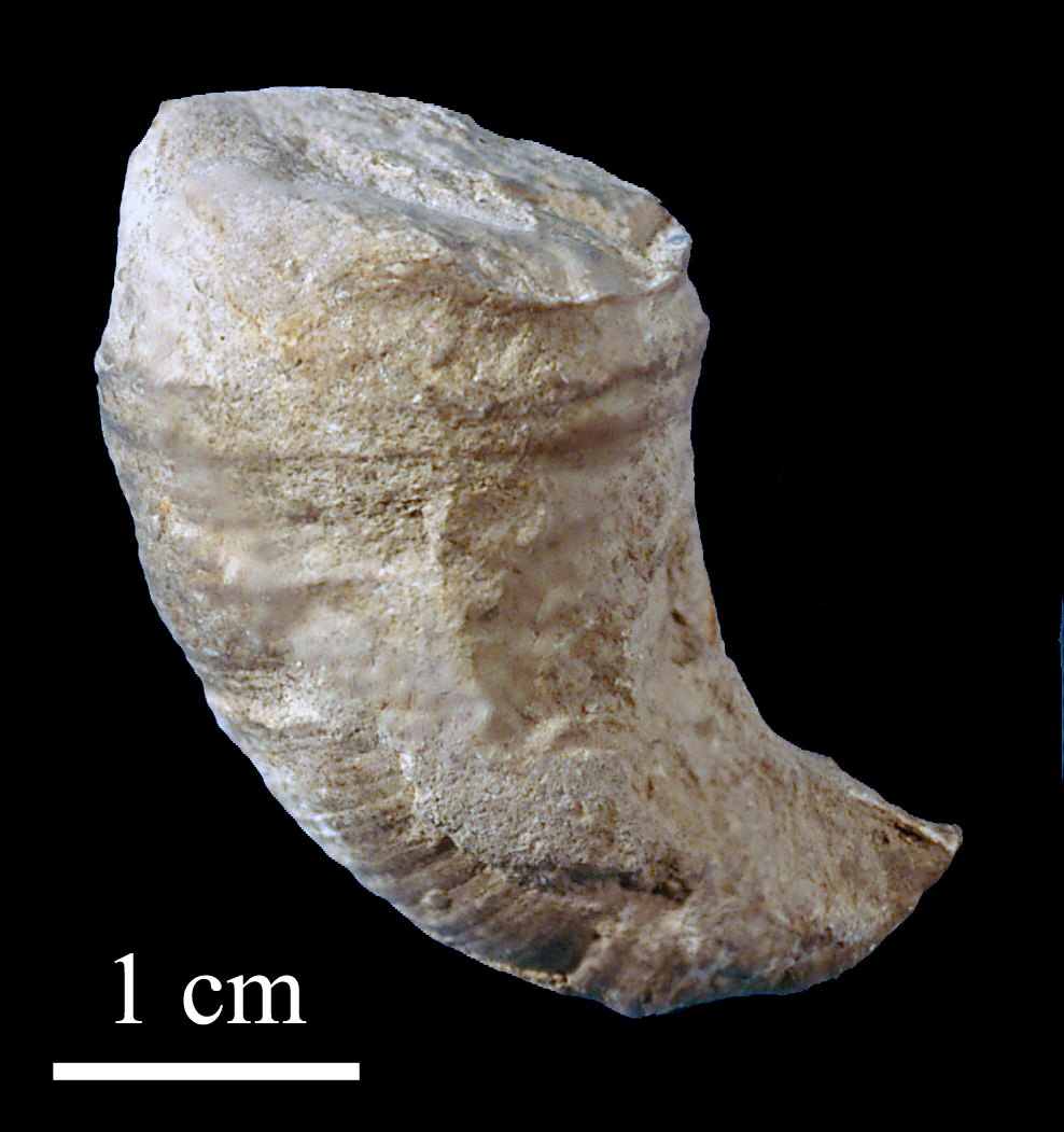 caninia-1 (UL-C 0019)