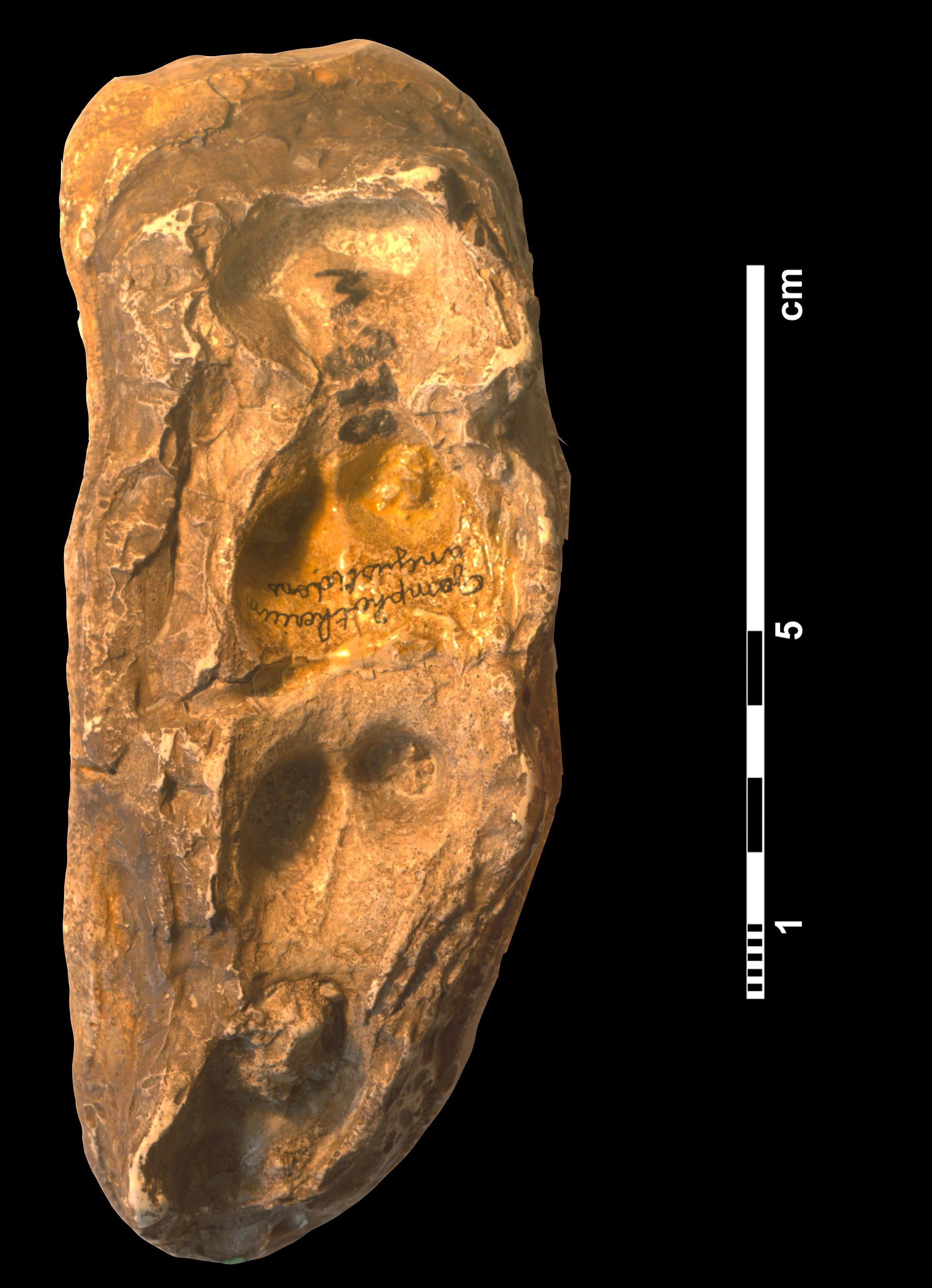 gomphotherium_angustidens-6 (M378)