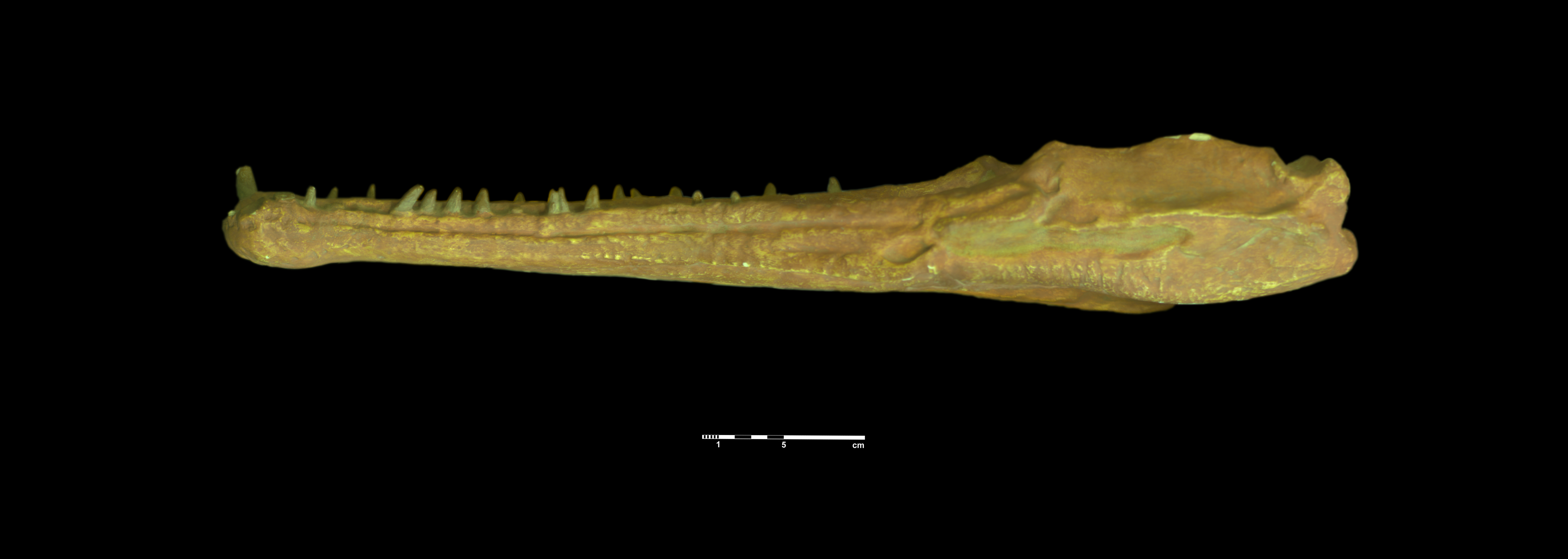 nicrosaurus_kapffi-3 (C155)
