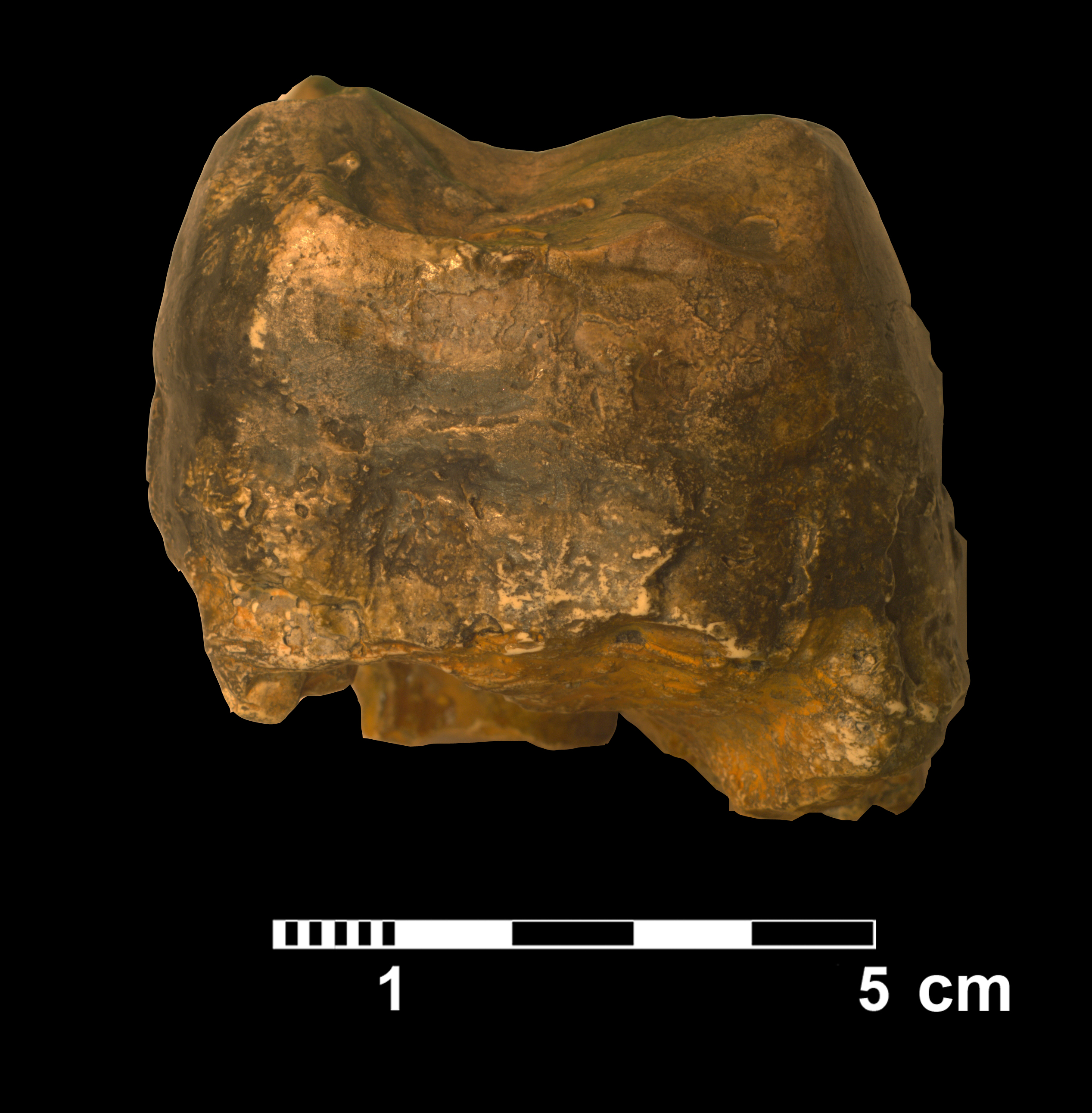deinotherium_sp-2 (VTP6)