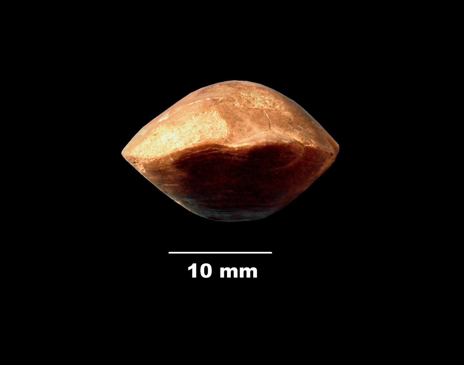 postepithyris-4 (UL-B 00028)