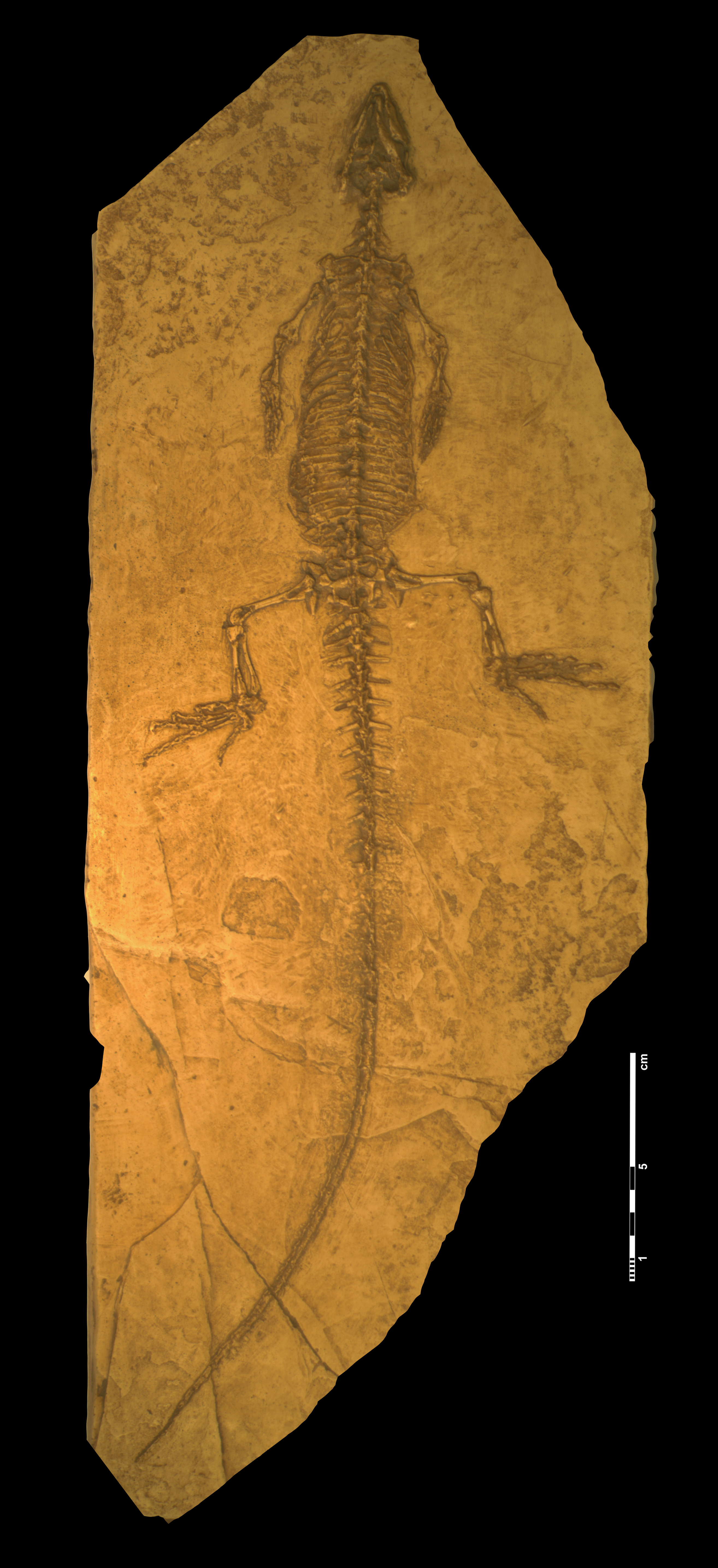 sapheosaurus_thiollieri-1 (CN37)