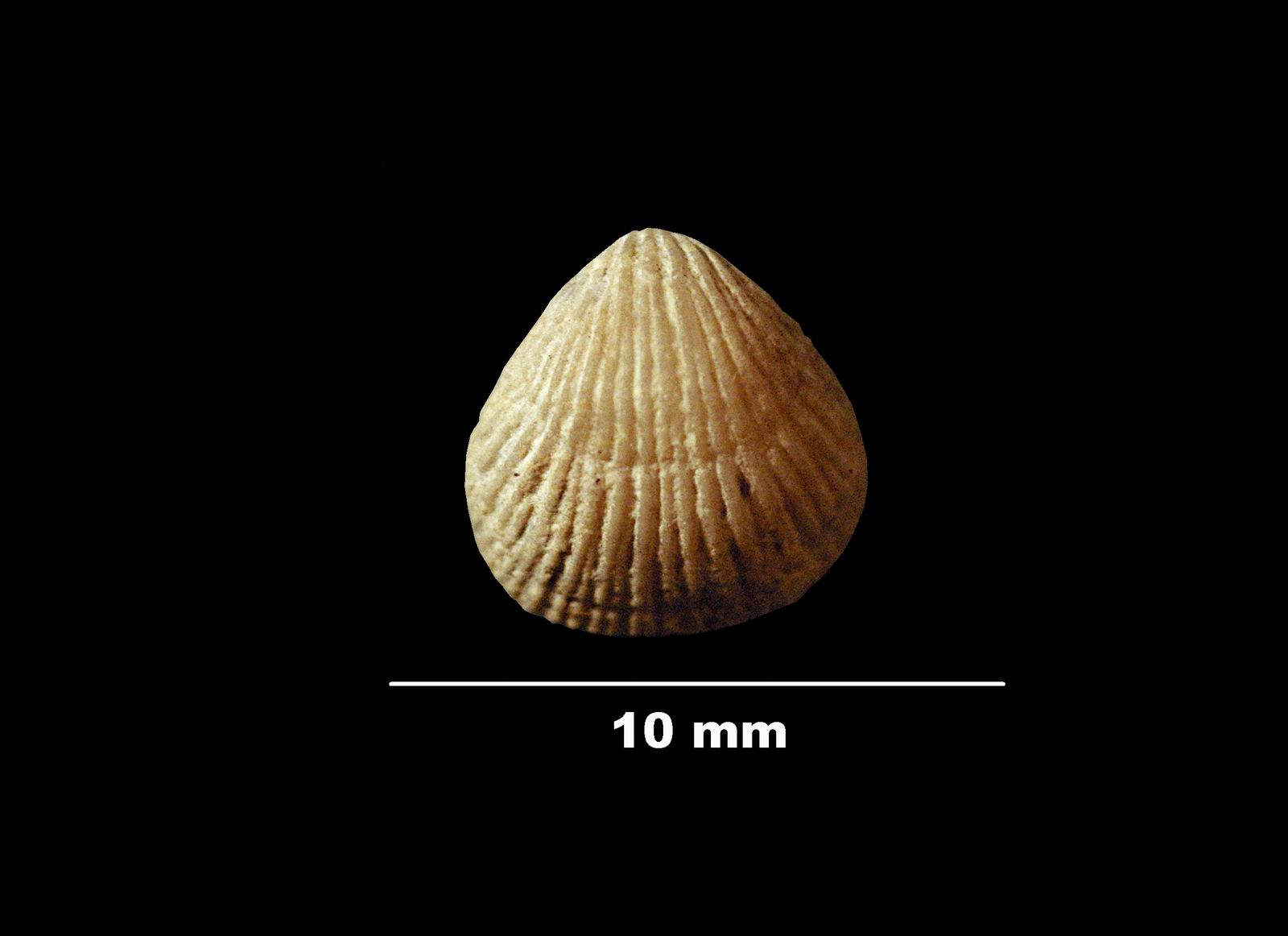 terebratulina_gracilis-2 (UL-B 00031)