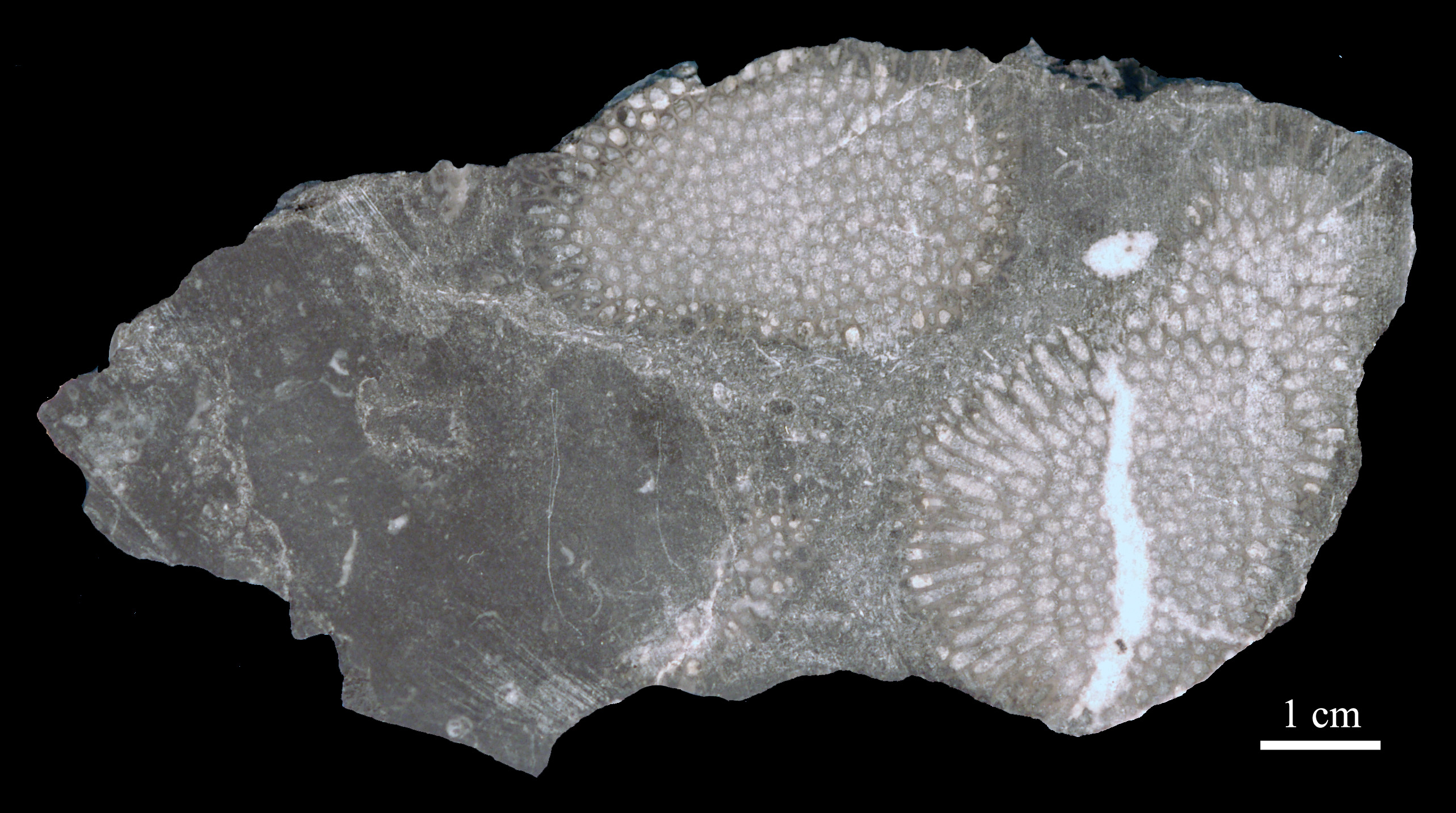 favosites-5 (UL-C 0009)