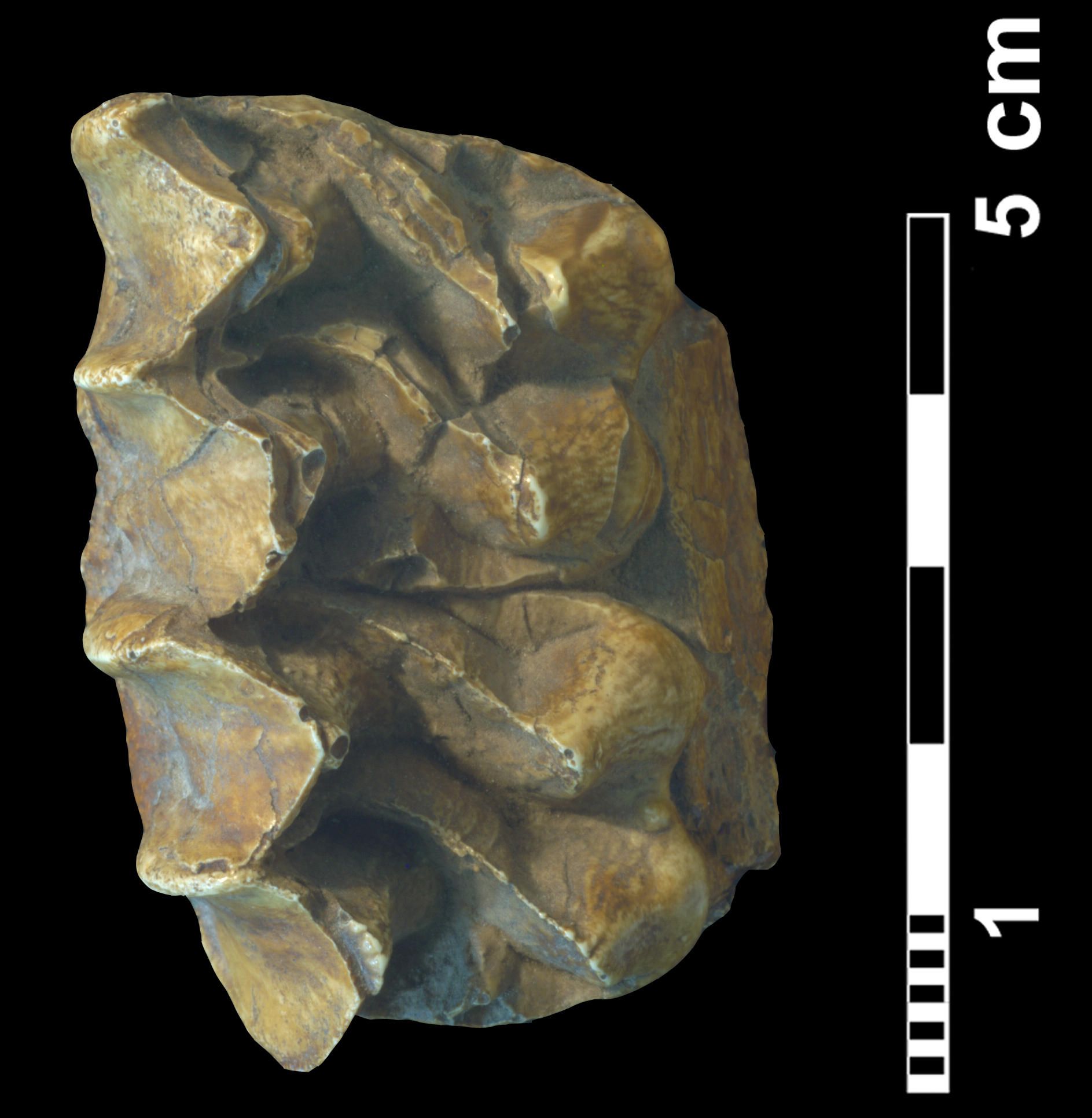 parahippus_sp-1 (M270)