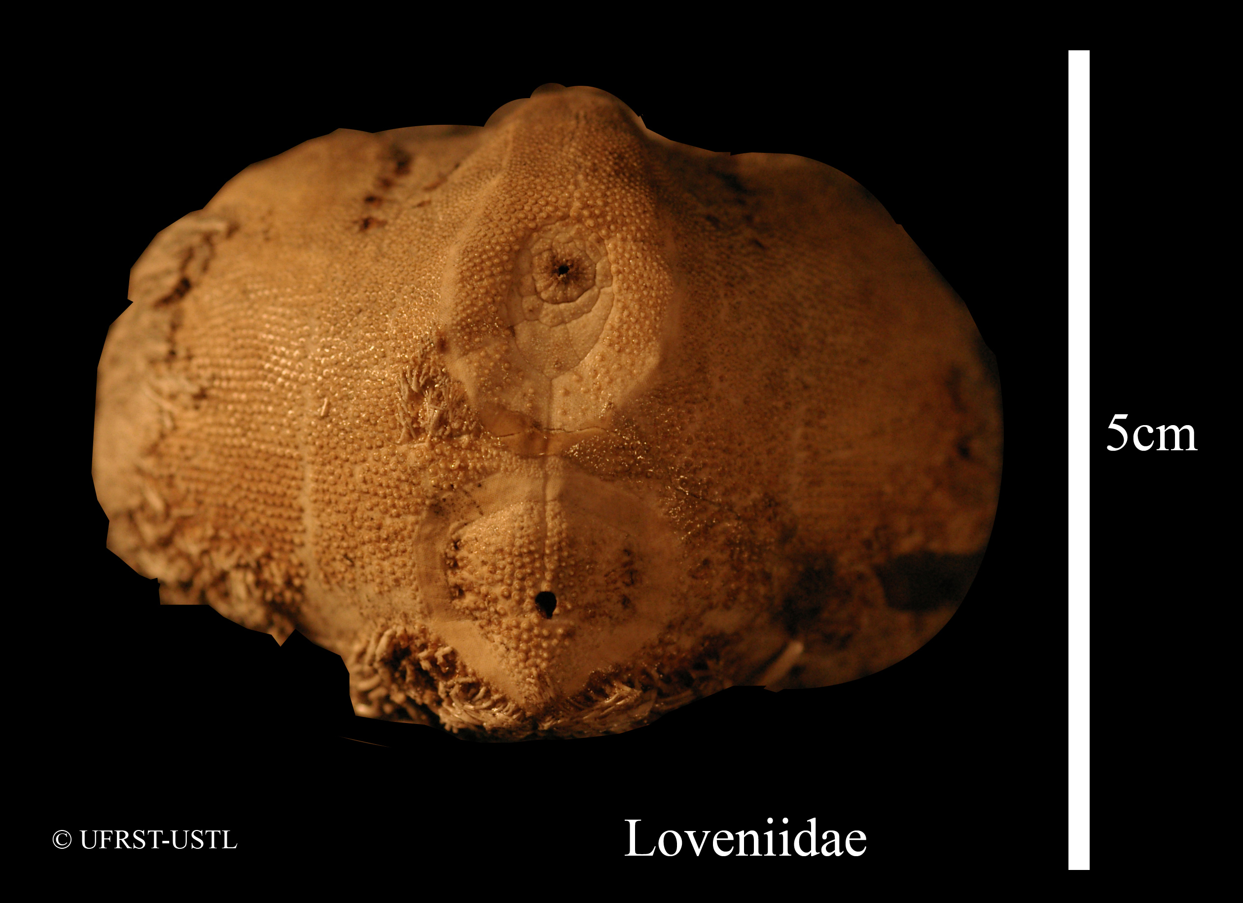 echinocardium-3 (UL-E 0048)