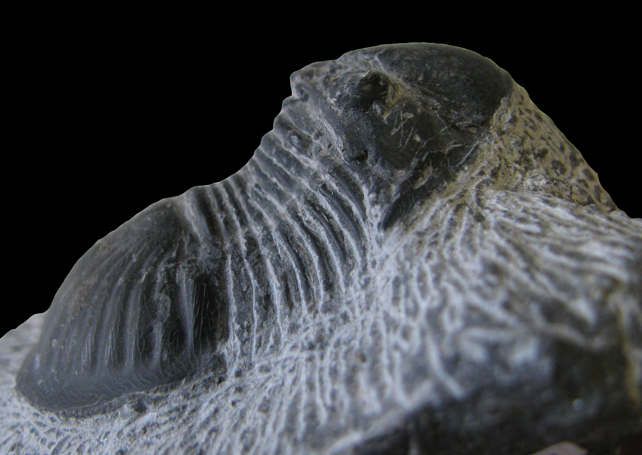 paralejurus2-2 (UL-A 0003)