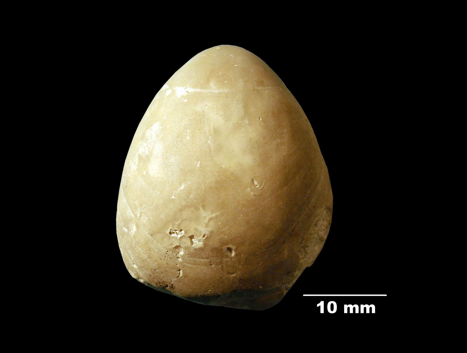 zeillerioidea-2 (UL-B 00043)