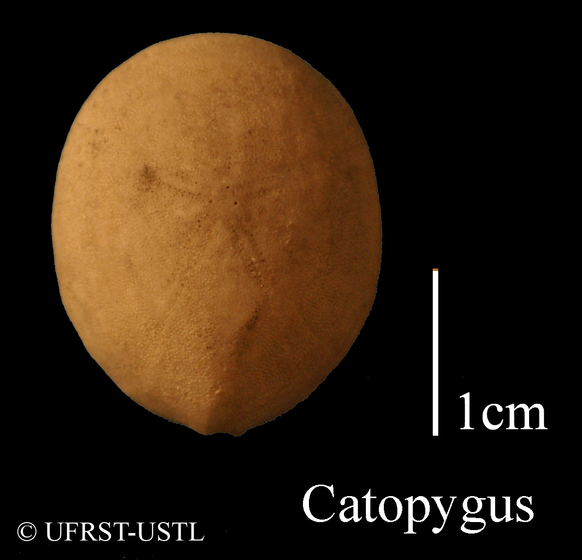 catopygus_columbarius-1 (UL-E 0118)