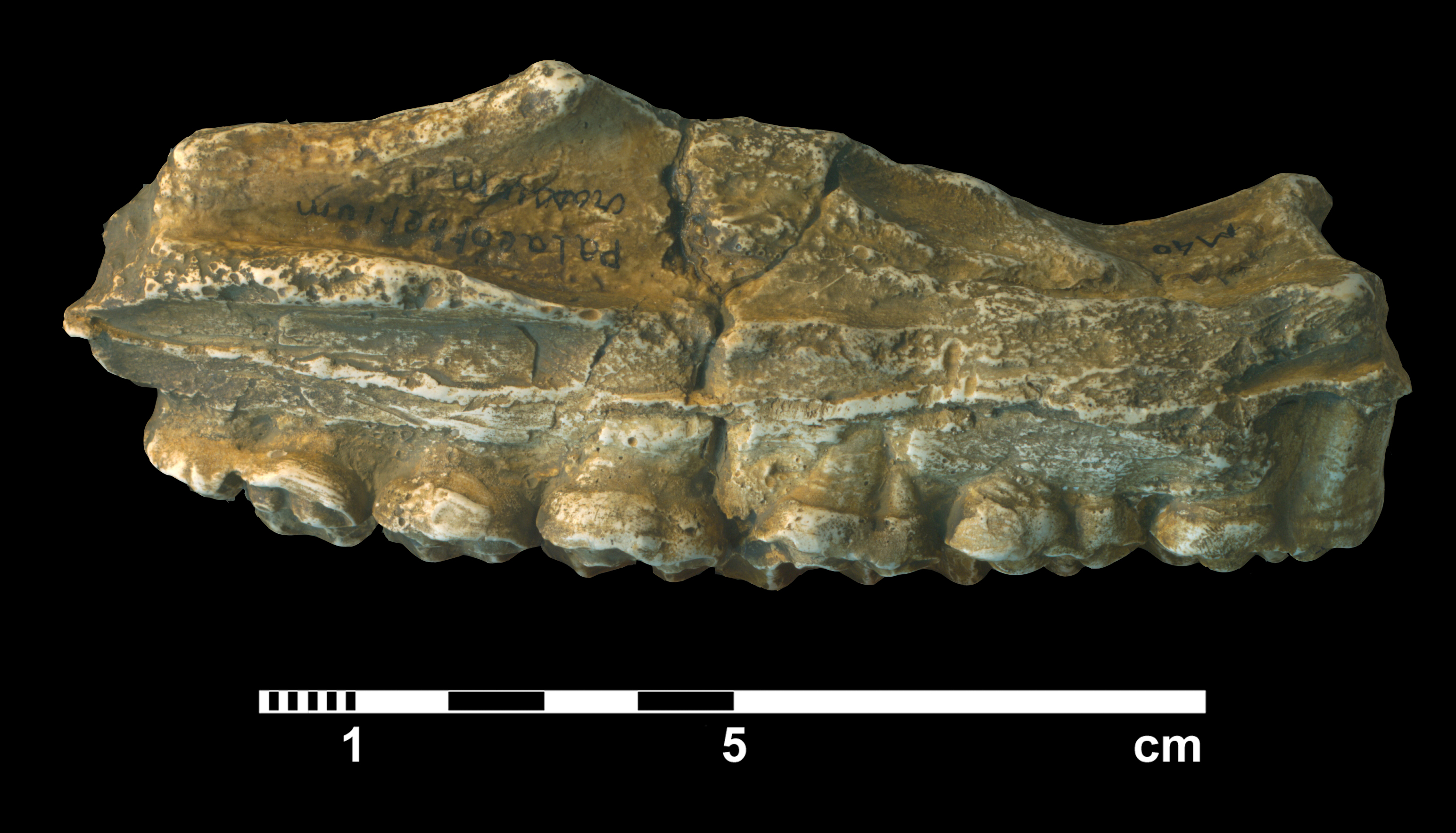 palaeotherium_crassum-2 (M40)