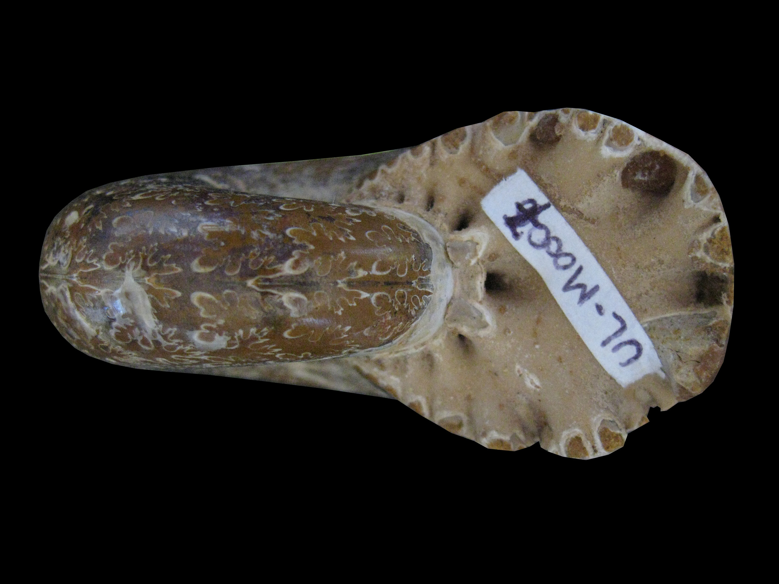 phyllopachyceras-3 (UL-M 0007)