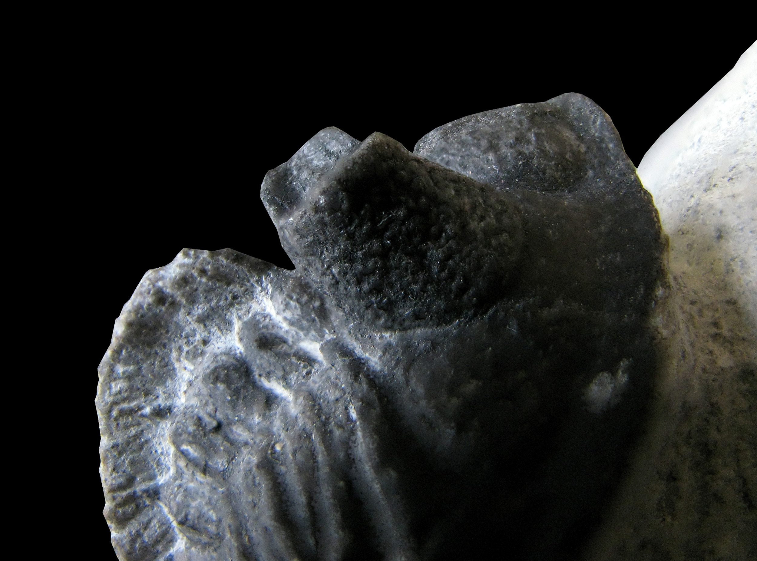 erbenochile-5 (UL-A 0010)