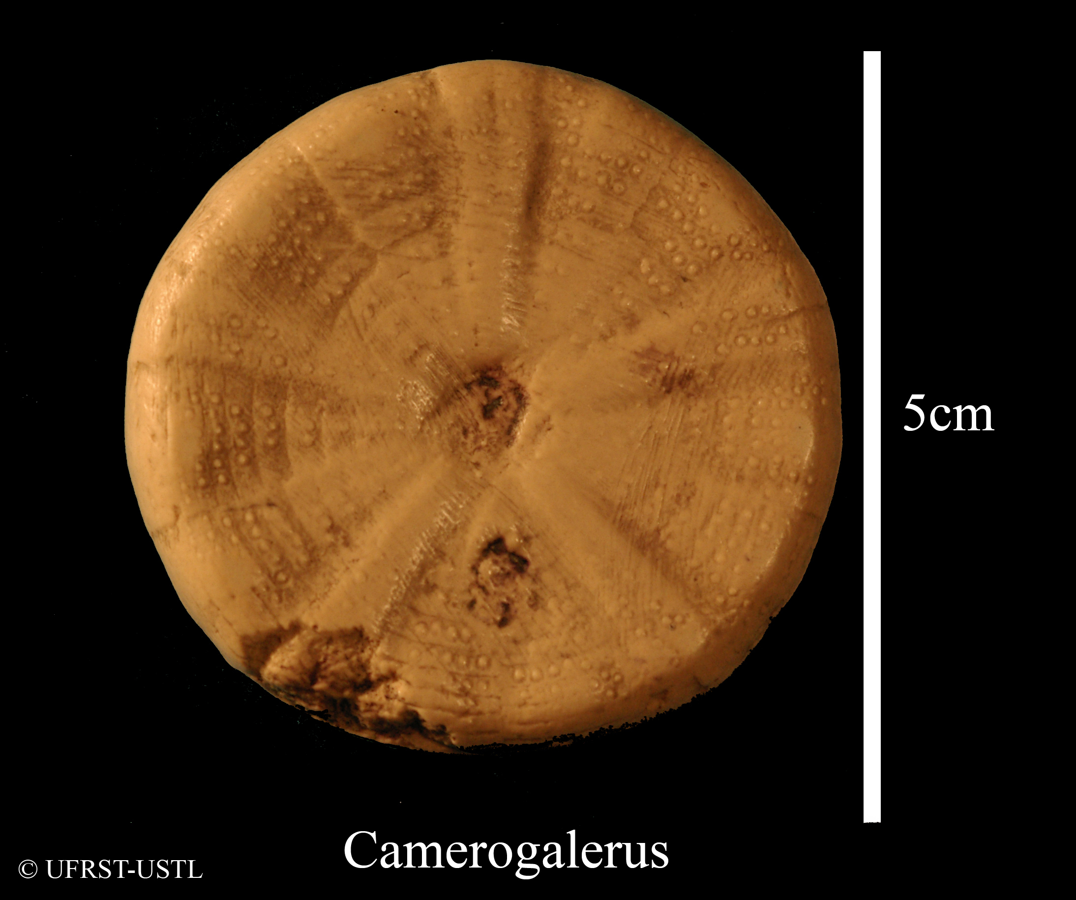 camerogalerus-2 (UL-E 0153)