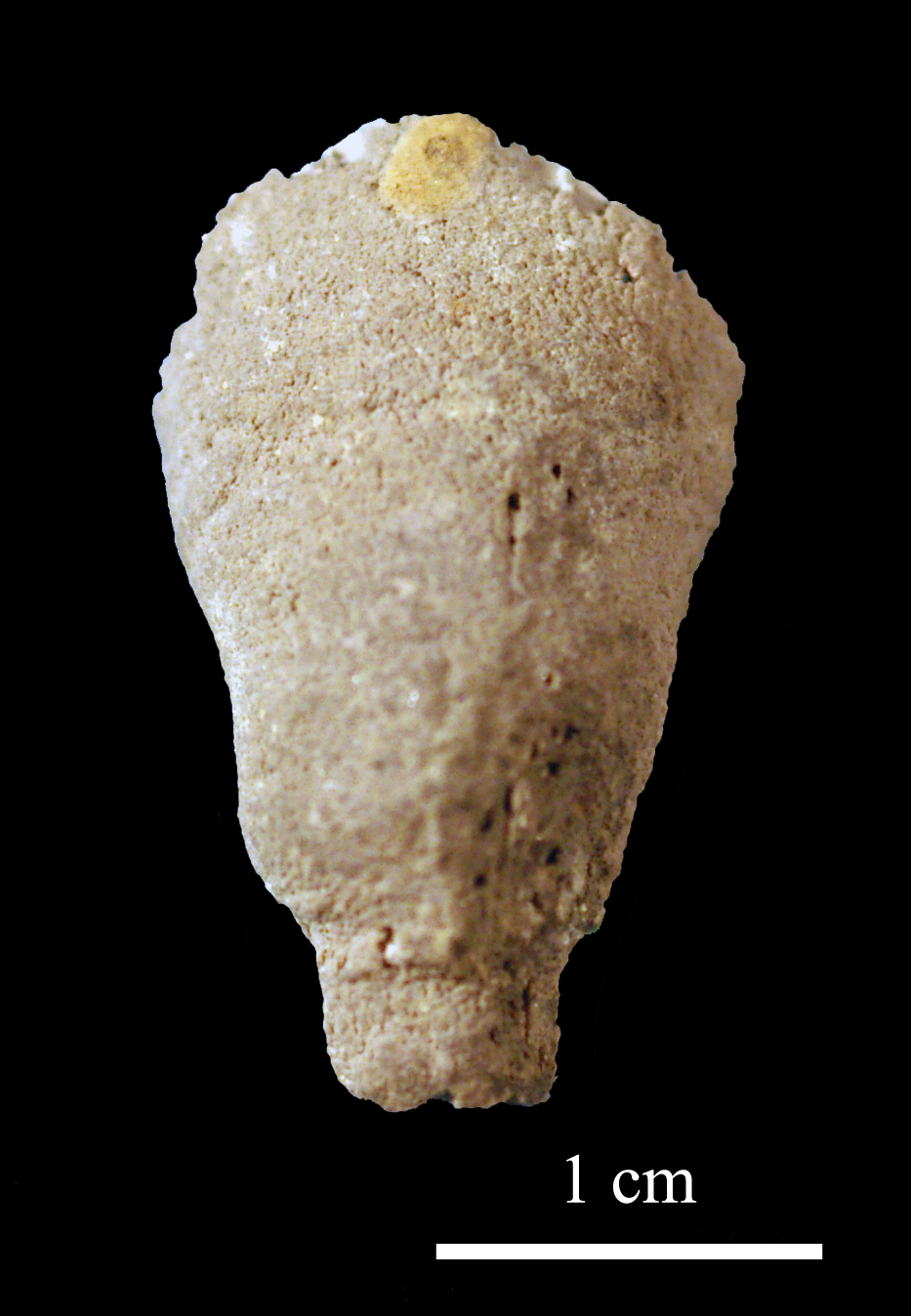 FOLI Base de données de fossiles Caninia