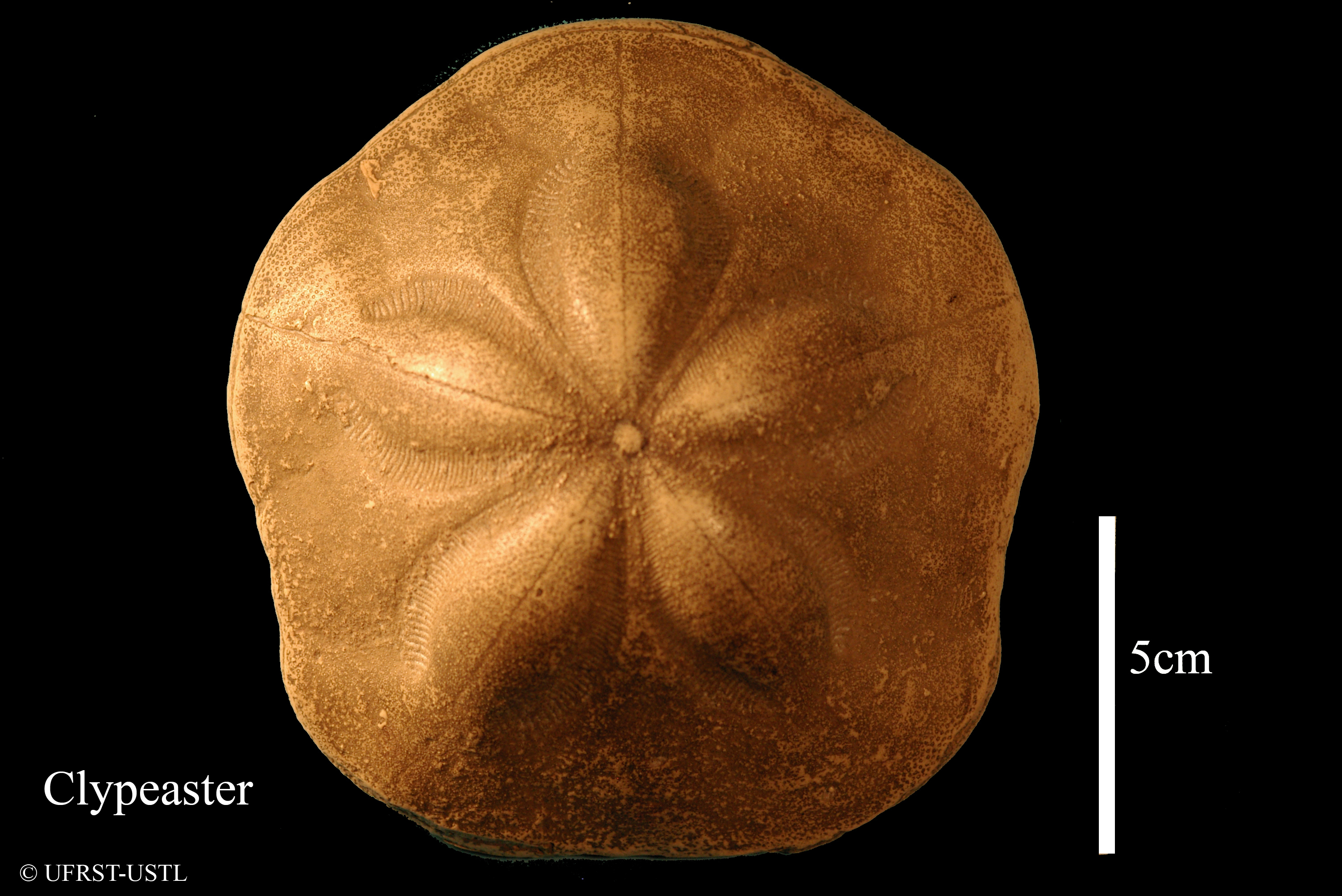 clypeaster_aegyptiacus-1 (UL-E 0157)