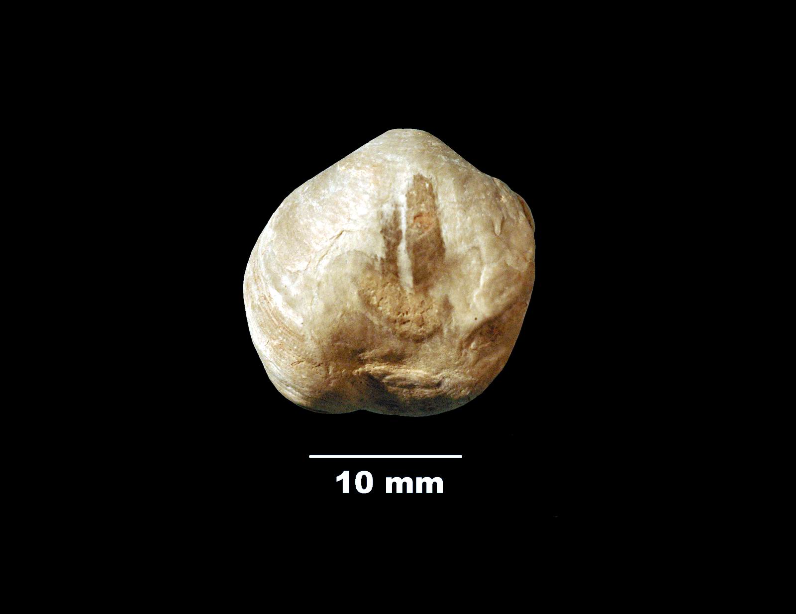 lophrothyris-2 (UL-B 00022)